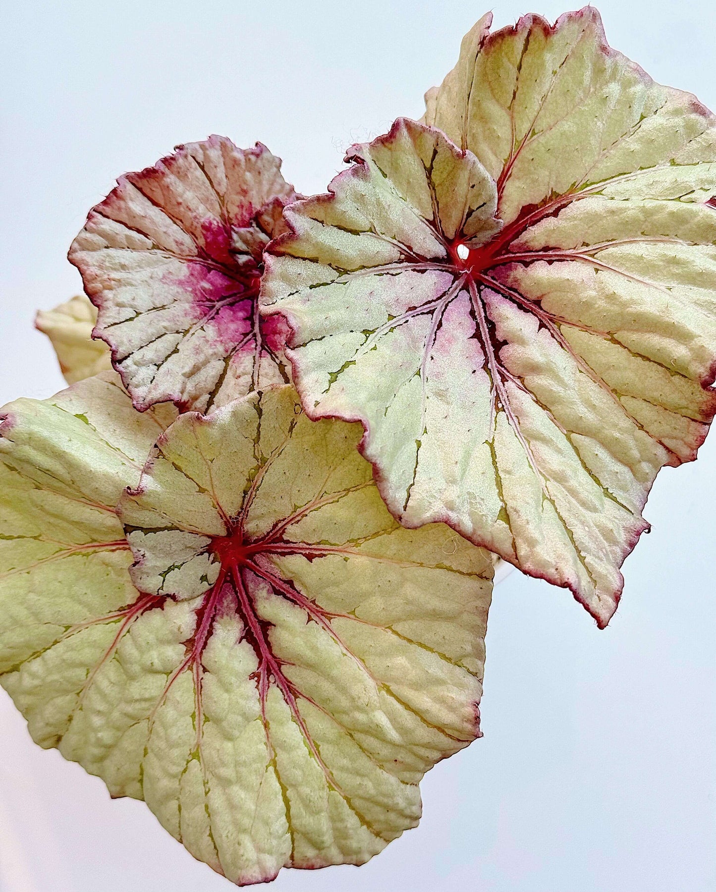 Begonia Vasilisa is a stunning ornamental begonia variety developed by the renowned Dimetris breeders. This begonia catches the eye with its large, satin-like leaves featuring a unique color pattern that adds elegance to any indoor space.