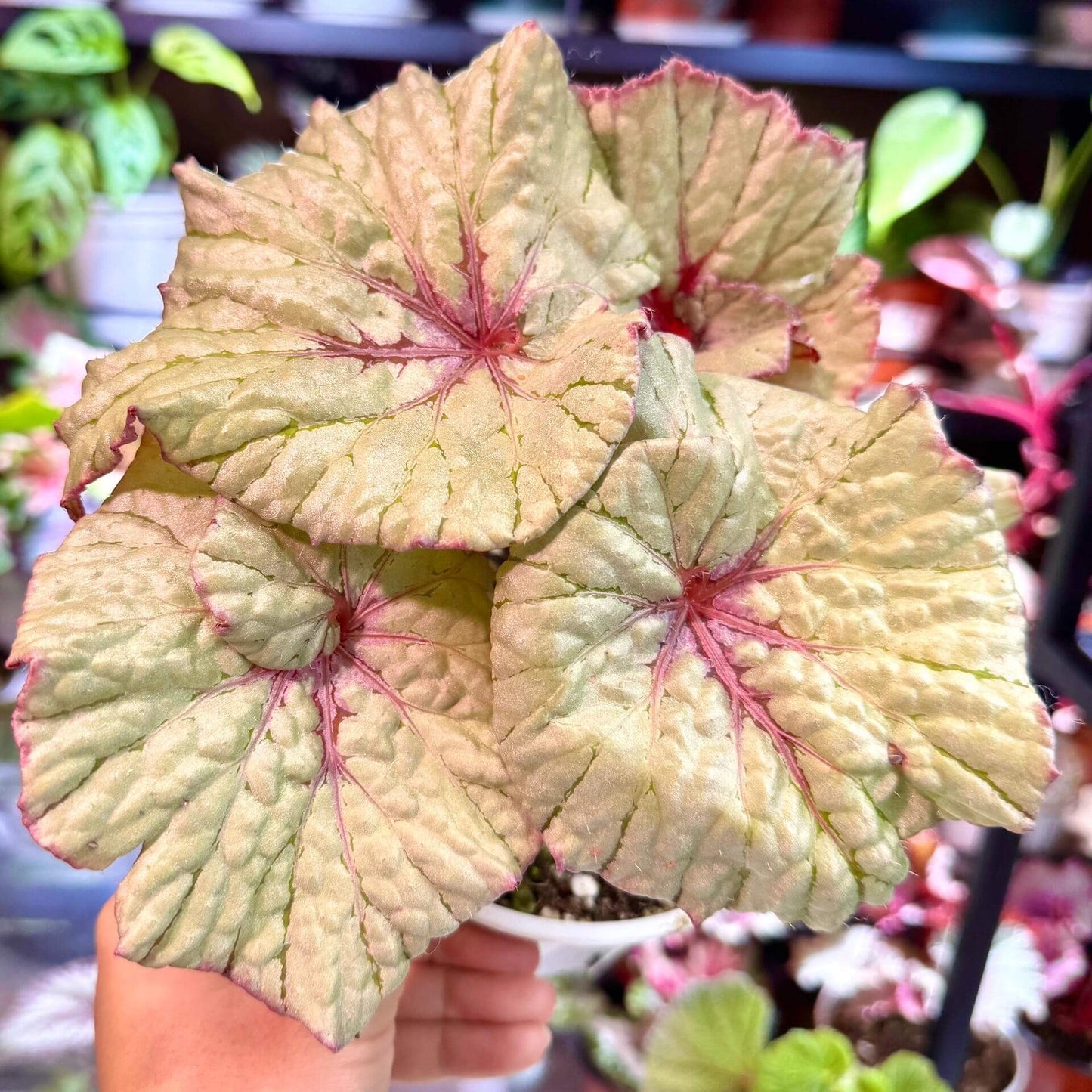 Begonia Vasilisa is a stunning ornamental begonia variety developed by the renowned Dimetris breeders. This begonia catches the eye with its large, satin-like leaves featuring a unique color pattern that adds elegance to any indoor space.