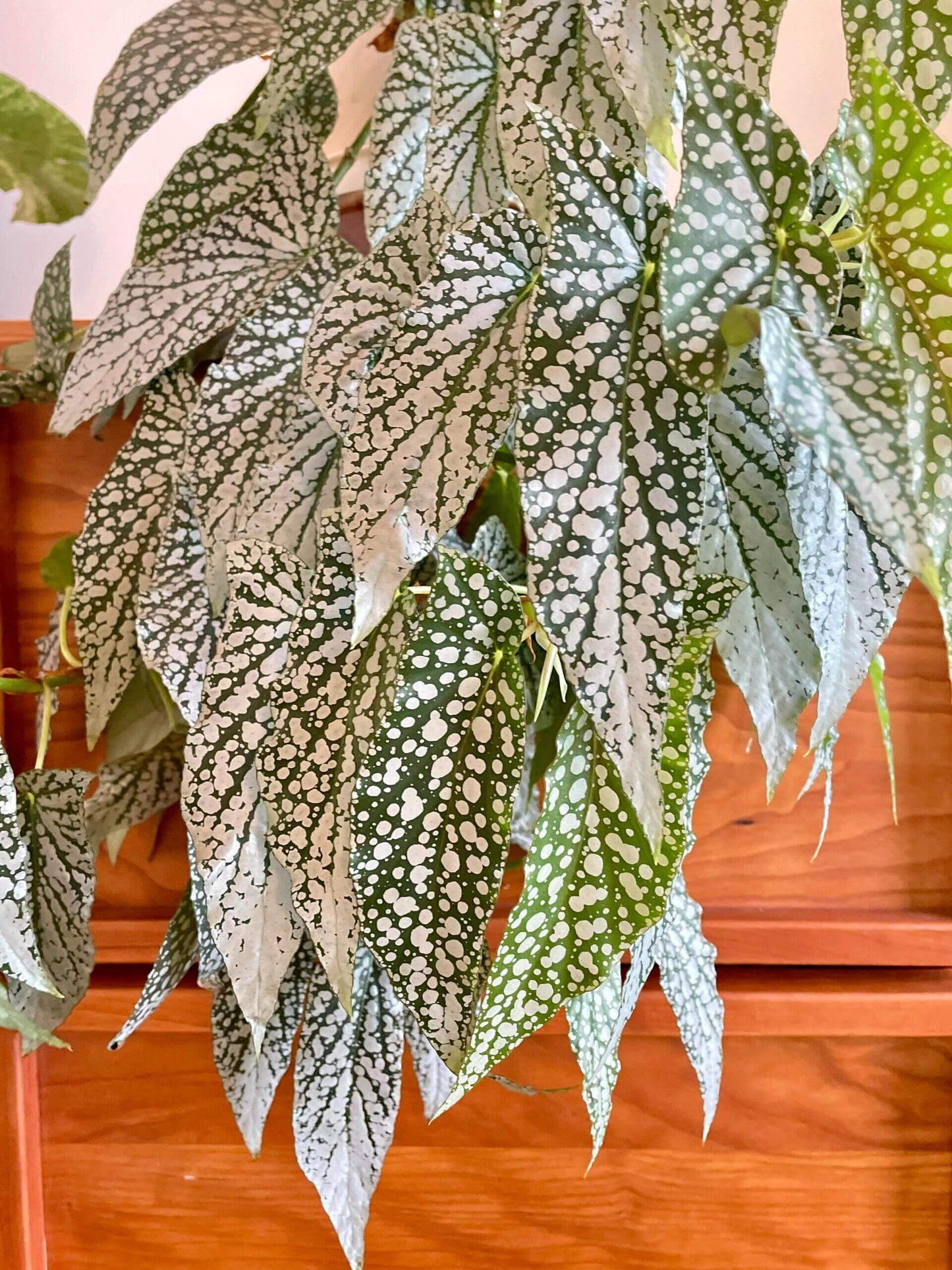 Begonia ‘White Ice’ is a cane-type hybrid begonia with deep green, long, narrow, asymmetrical leaves densely covered in silvery-white spots, creating a frosted “white ice” effect. Mature leaves typically measure 10–20 cm in length. It produces delicate pale pink flowers in clusters, providing a soft contrast to its striking foliage.