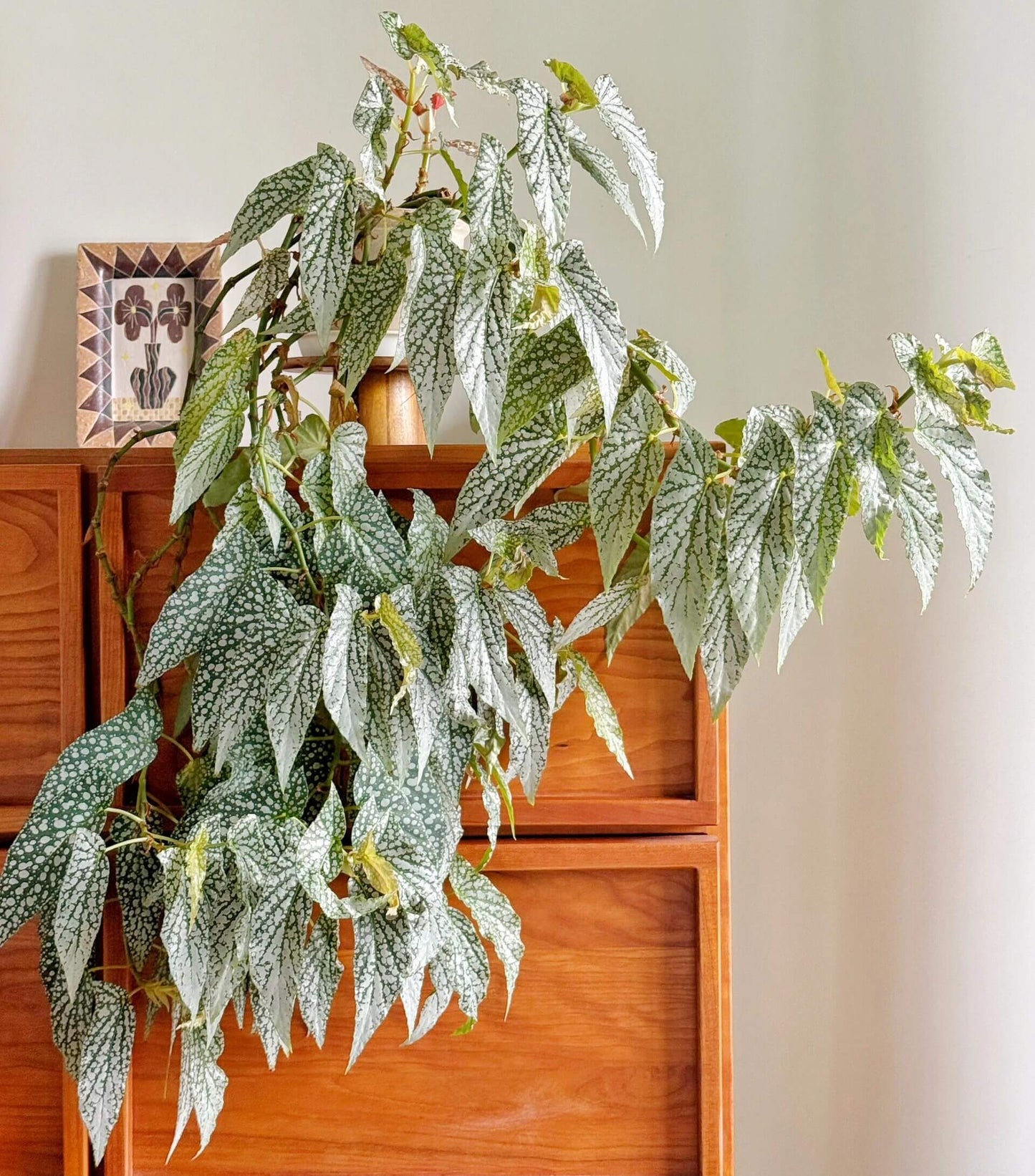 Begonia ‘White Ice’ is a cane-type hybrid begonia with deep green, long, narrow, asymmetrical leaves densely covered in silvery-white spots, creating a frosted “white ice” effect. Mature leaves typically measure 10–20 cm in length. It produces delicate pale pink flowers in clusters, providing a soft contrast to its striking foliage.