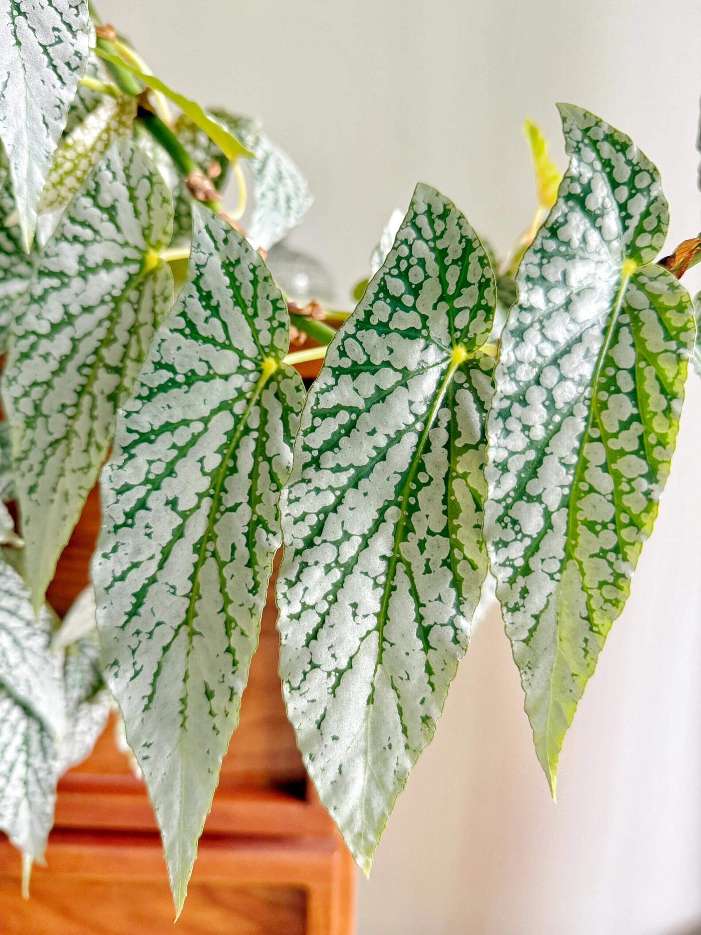 Begonia ‘White Ice’ is a cane-type hybrid begonia with deep green, long, narrow, asymmetrical leaves densely covered in silvery-white spots, creating a frosted “white ice” effect. Mature leaves typically measure 10–20 cm in length. It produces delicate pale pink flowers in clusters, providing a soft contrast to its striking foliage.