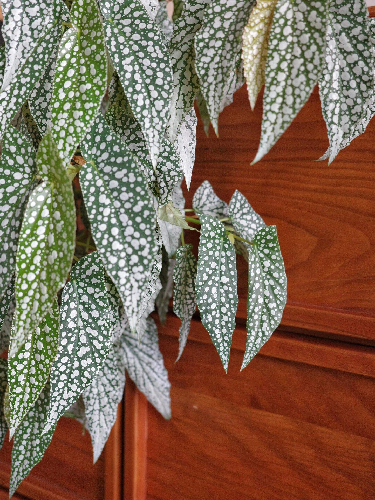 Begonia ‘White Ice’ is a cane-type hybrid begonia with deep green, long, narrow, asymmetrical leaves densely covered in silvery-white spots, creating a frosted “white ice” effect. Mature leaves typically measure 10–20 cm in length. It produces delicate pale pink flowers in clusters, providing a soft contrast to its striking foliage.