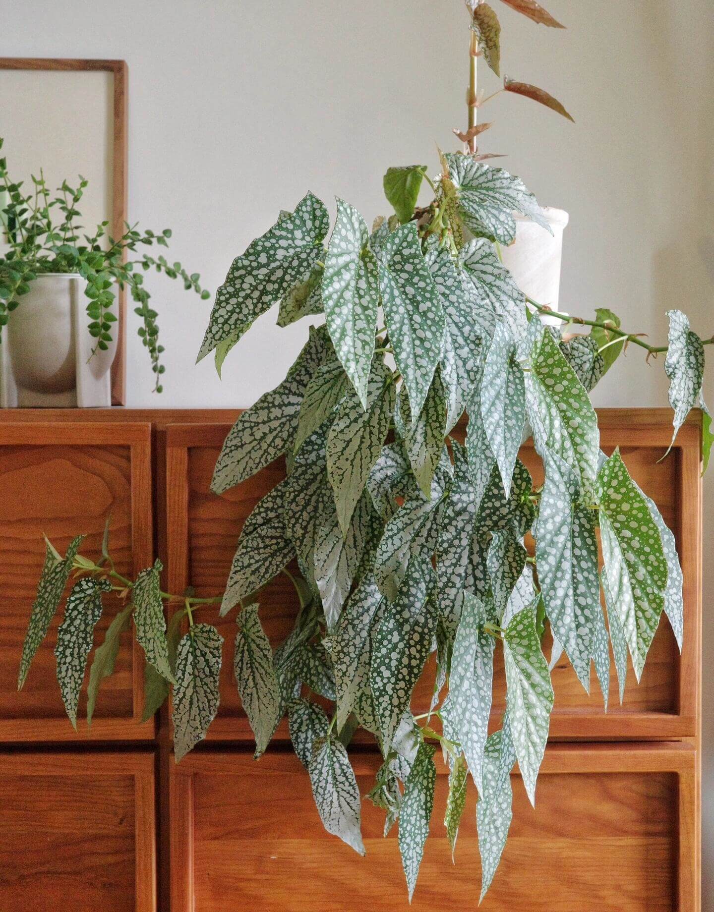 Begonia ‘White Ice’ is a cane-type hybrid begonia with deep green, long, narrow, asymmetrical leaves densely covered in silvery-white spots, creating a frosted “white ice” effect. Mature leaves typically measure 10–20 cm in length. It produces delicate pale pink flowers in clusters, providing a soft contrast to its striking foliage.