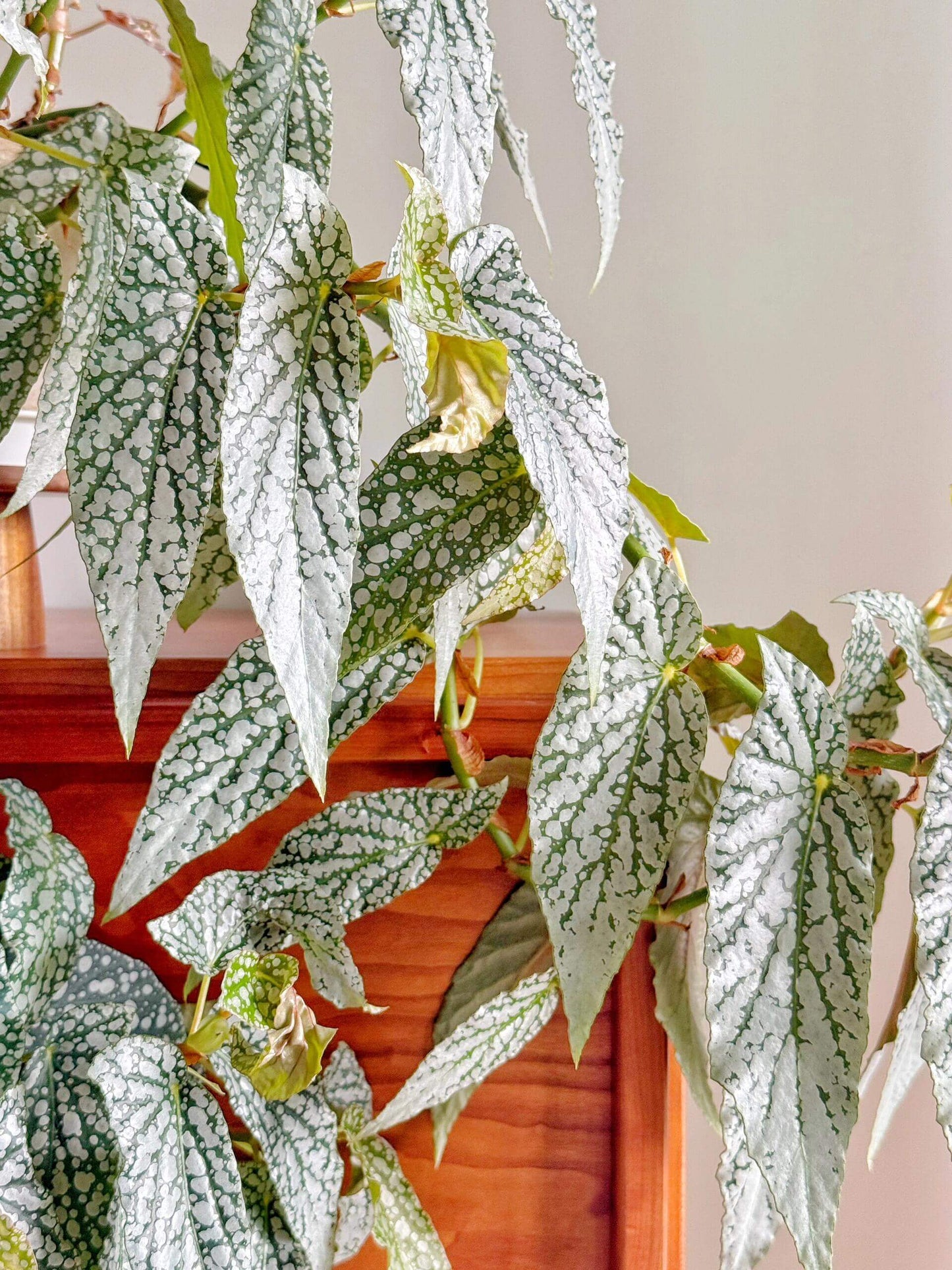 Begonia ‘White Ice’ is a cane-type hybrid begonia with deep green, long, narrow, asymmetrical leaves densely covered in silvery-white spots, creating a frosted “white ice” effect. Mature leaves typically measure 10–20 cm in length. It produces delicate pale pink flowers in clusters, providing a soft contrast to its striking foliage.
