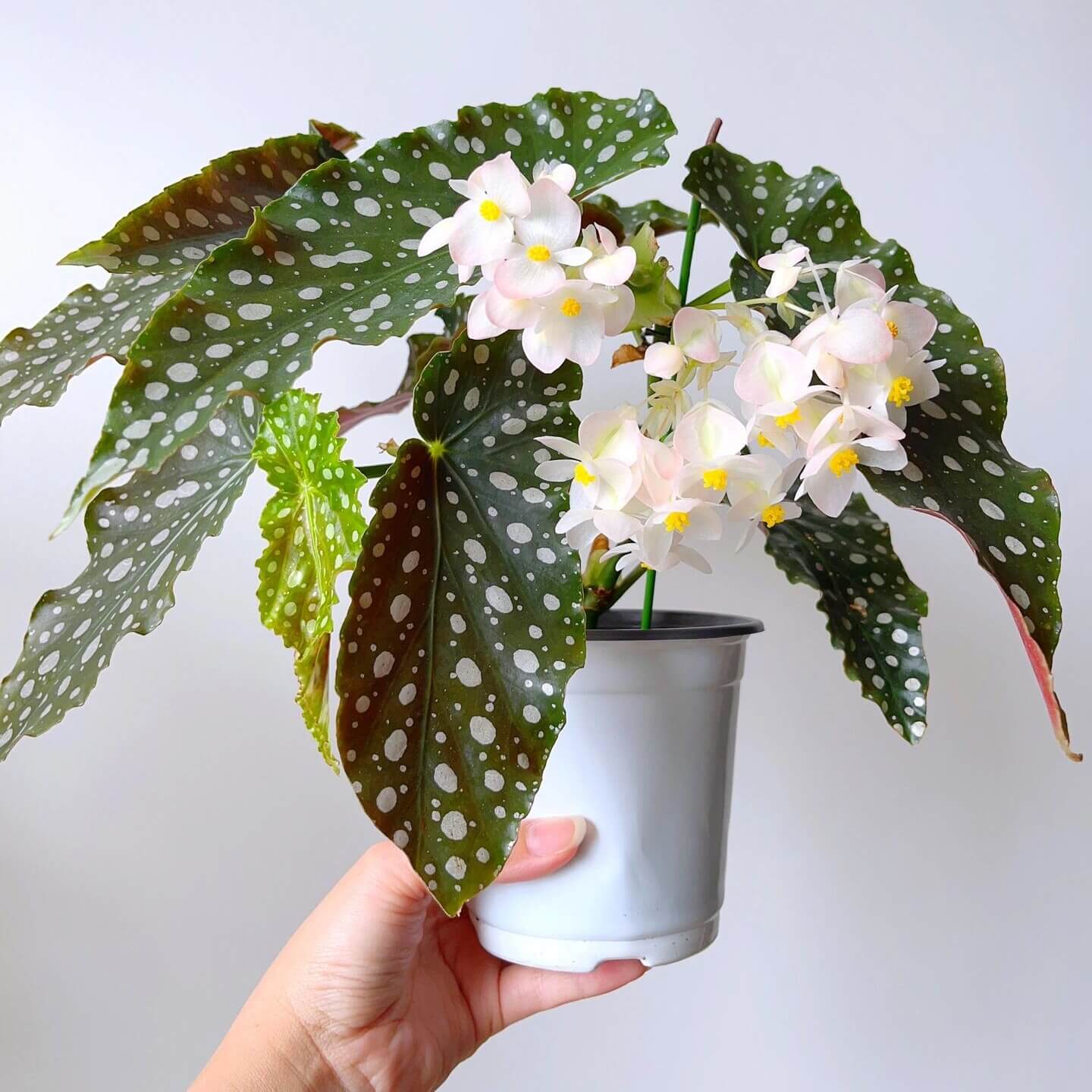 Begonia ‘Amelia’ is a stunning cane-type hybrid featuring medium-sized, dark green leaves densely adorned with shimmering silver spots. It has a spreading habit, making it especially lovely in hanging baskets. This plant continually produces large clusters of blush-pink to white flowers, offering a long-lasting and graceful bloom display.