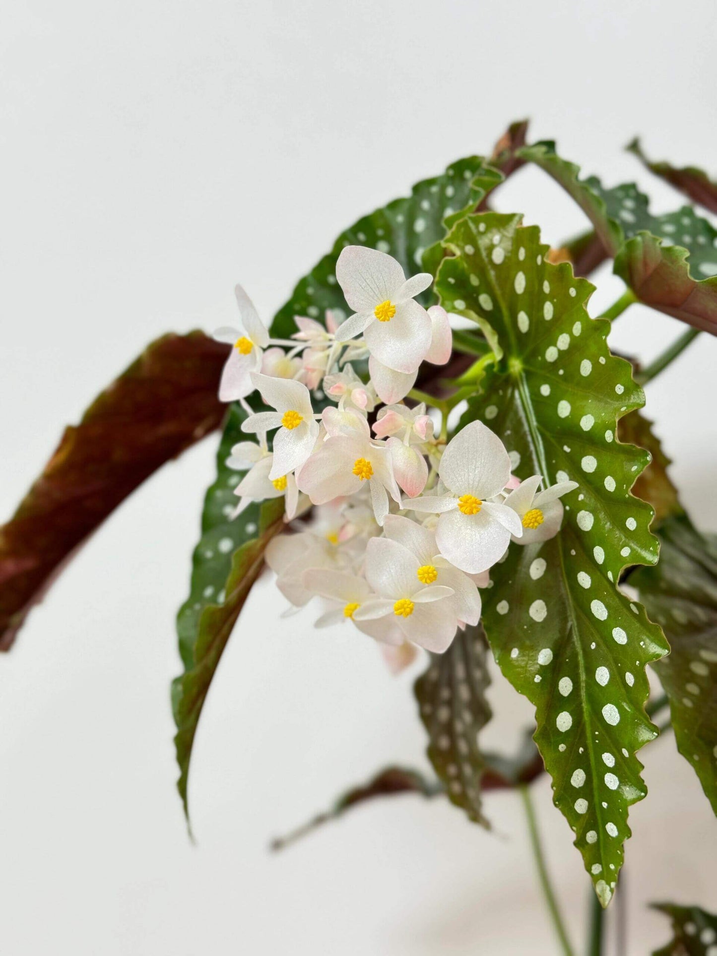 Begonia ‘Amelia’ is a stunning cane-type hybrid featuring medium-sized, dark green leaves densely adorned with shimmering silver spots. It has a spreading habit, making it especially lovely in hanging baskets. This plant continually produces large clusters of blush-pink to white flowers, offering a long-lasting and graceful bloom display.