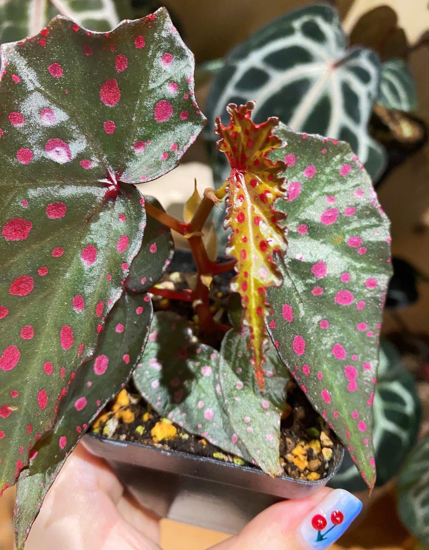 Begonia (Amphioxus × Malachosticta) is a stunning hybrid begonia that combines the best traits of its parent species, Begonia Amphioxus and Begonia Malachosticta. The result is a captivating plant with the distinctive leaf shape of Begonia Amphioxus and the charming pink spots characteristic of Begonia Malachosticta. The deep green leaves are beautifully adorned with vibrant pink spots, creating a striking contrast that makes this begonia a true standout in any collection.