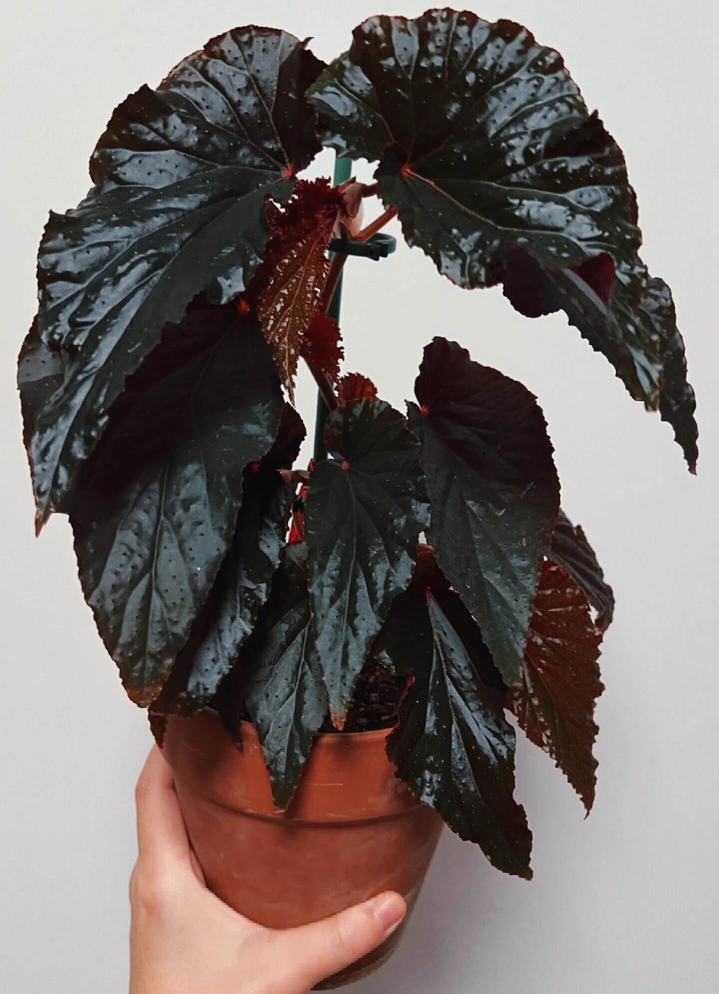 Begonia 'Arabian Sunset' is a hybrid begonia known for its striking foliage and vibrant blooms. Developed in 1992 by Brad Thompson in California, this plant is a cross between Begonia 'Shalimar' and Begonia U062. It features dark bronze leaves with red and orange hues, creating a dramatic contrast with its bright pink flowers. This begonia is well-suited for indoor cultivation, adding a touch of elegance to any space.