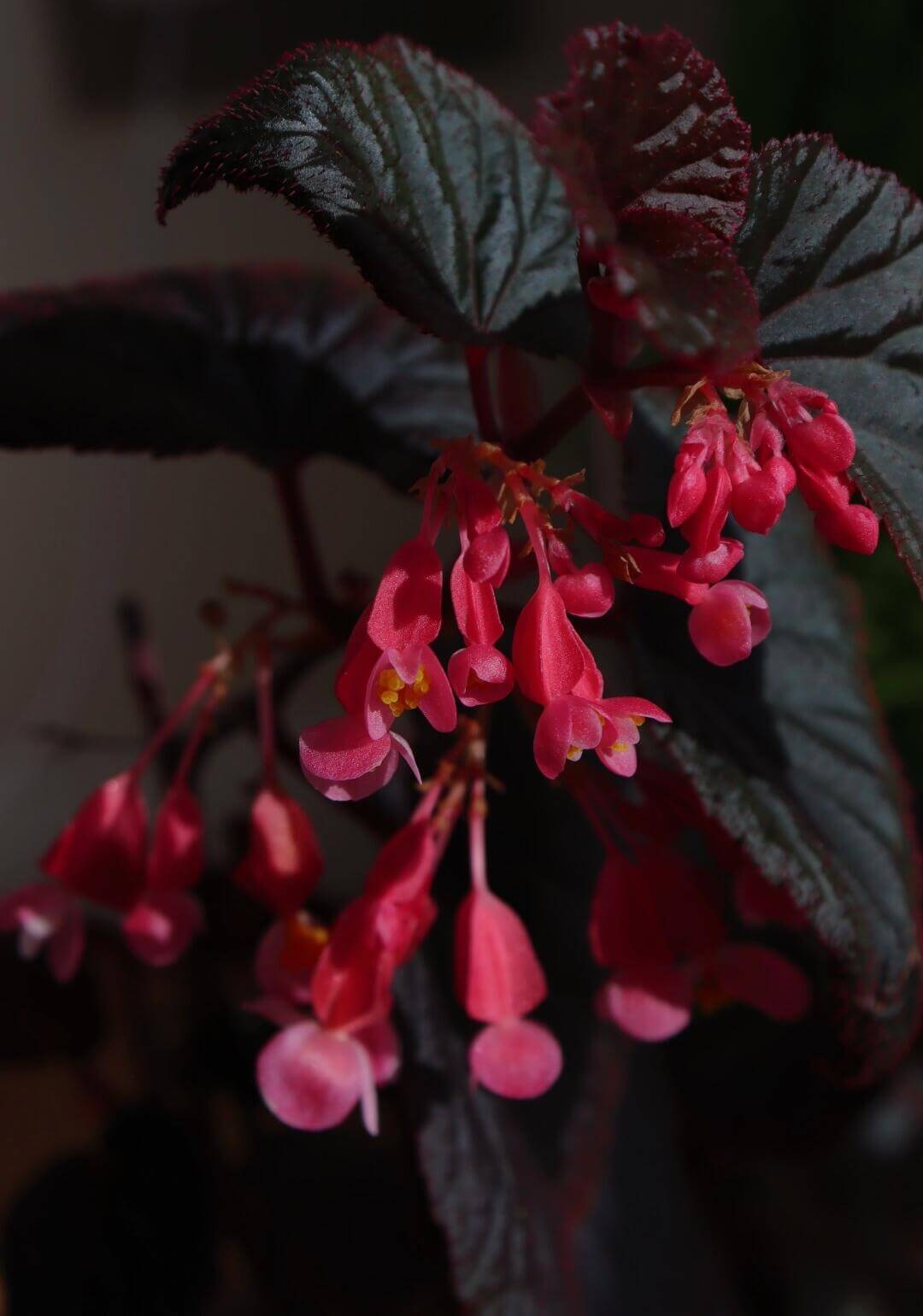 Begonia 'Baby Grand' is a compact, cane-type begonia cultivar known for its striking foliage and vibrant blooms. It features glossy, nearly black leaves that are cupped and solid-colored, providing a dramatic backdrop to its dark pink flowers. This cultivar is a smaller-growing shrub, making it suitable for indoor environments where space is limited.