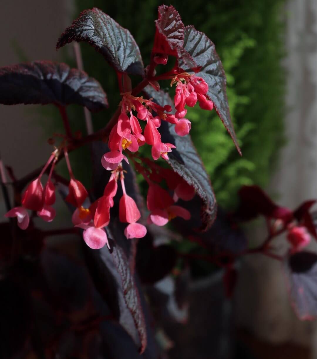 Begonia 'Baby Grand' is a compact, cane-type begonia cultivar known for its striking foliage and vibrant blooms. It features glossy, nearly black leaves that are cupped and solid-colored, providing a dramatic backdrop to its dark pink flowers. This cultivar is a smaller-growing shrub, making it suitable for indoor environments where space is limited.
