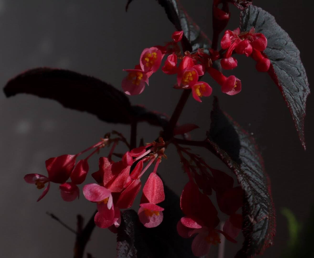 Begonia 'Baby Grand' is a compact, cane-type begonia cultivar known for its striking foliage and vibrant blooms. It features glossy, nearly black leaves that are cupped and solid-colored, providing a dramatic backdrop to its dark pink flowers. This cultivar is a smaller-growing shrub, making it suitable for indoor environments where space is limited.
