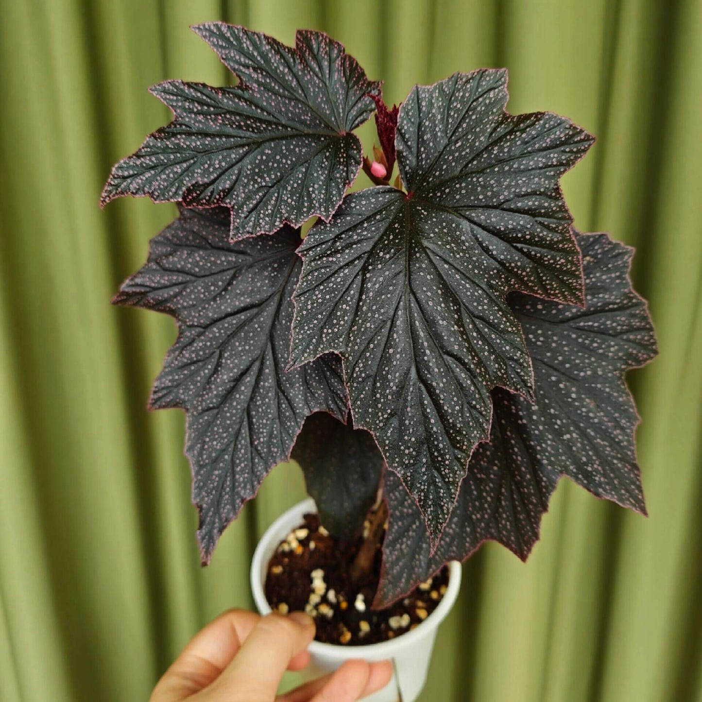 Begonia ‘Black Minx’ is a rare mutant selection of Begonia ‘Pink Minx’, distinguished by its deep, dark green to near-black foliage delicately dusted with fine pink speckles across the leaf surface. The sharply lobed leaves are accented with subtle pink margins, creating a dramatic contrast reminiscent of stardust scattered across a night sky. Each plant displays unique patterning, making it especially appealing to collectors.