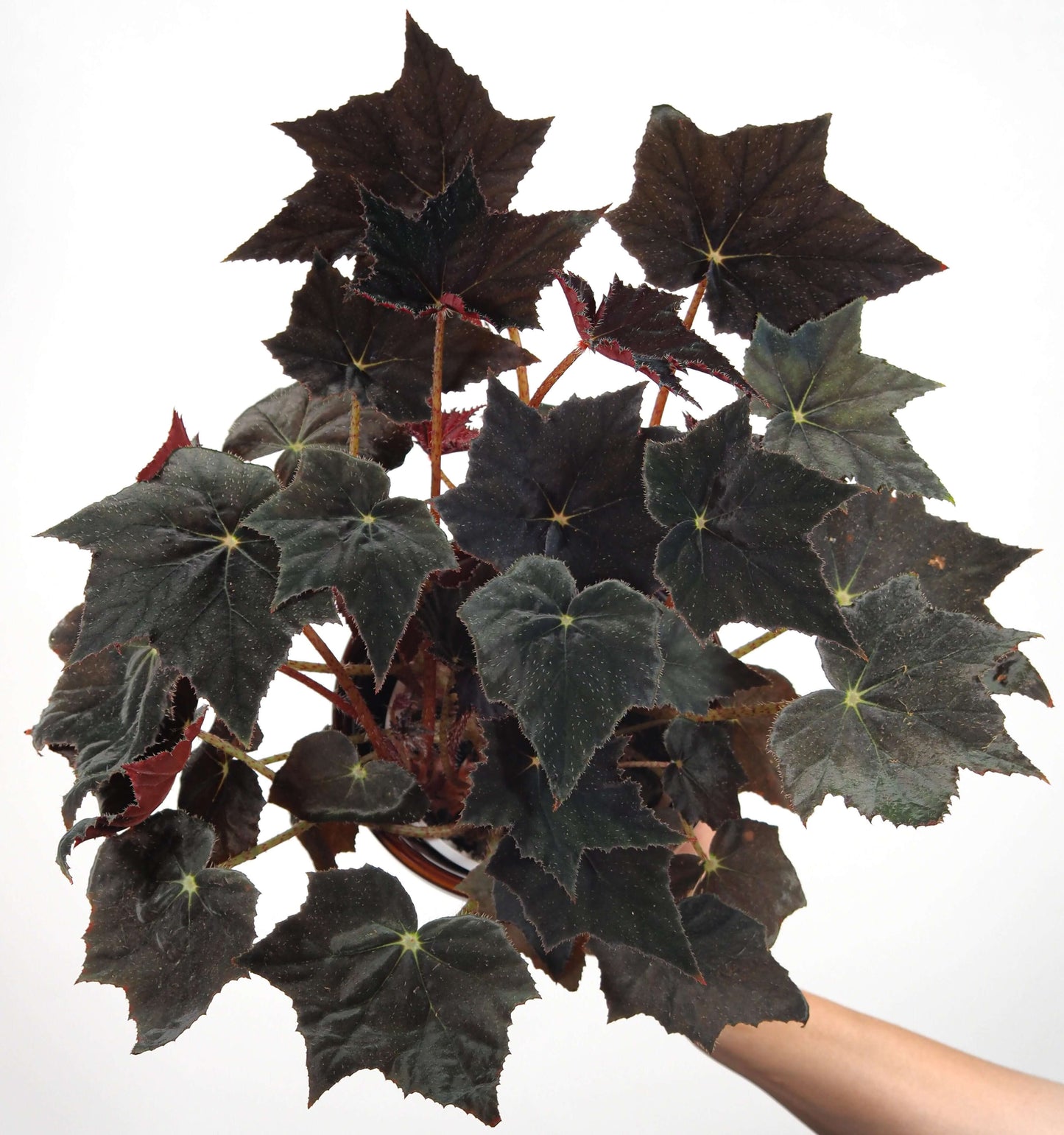 Begonia 'Black Velvet' is celebrated for its striking foliage, featuring dark, near-black leaves with a soft, velvety texture and subtle shimmer. The leaves are serrated and often develop a maple-like shape as they mature, adorned with fine, eyelash-like hairs, and can reflect a bluish hue under low light conditions.