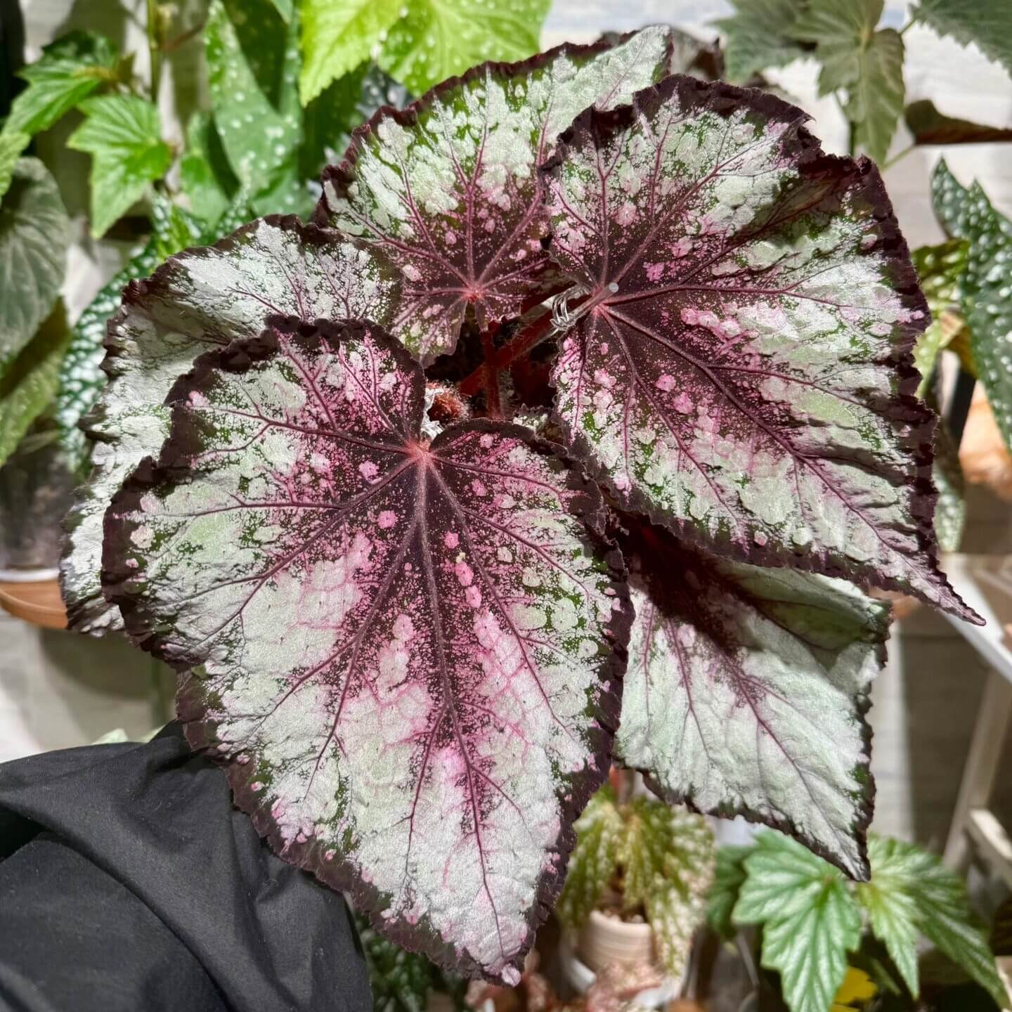 Begonia “Breakfast at Tiffany’s” is a hybrid begonia from Ukraine. It features distinctive teardrop-shaped leaves with richly varied coloration. Dark markings are distributed along both the edges and the center of the leaves, while a soft silver-pink gradient radiates outward from the center, creating a striking and elegant appearance.