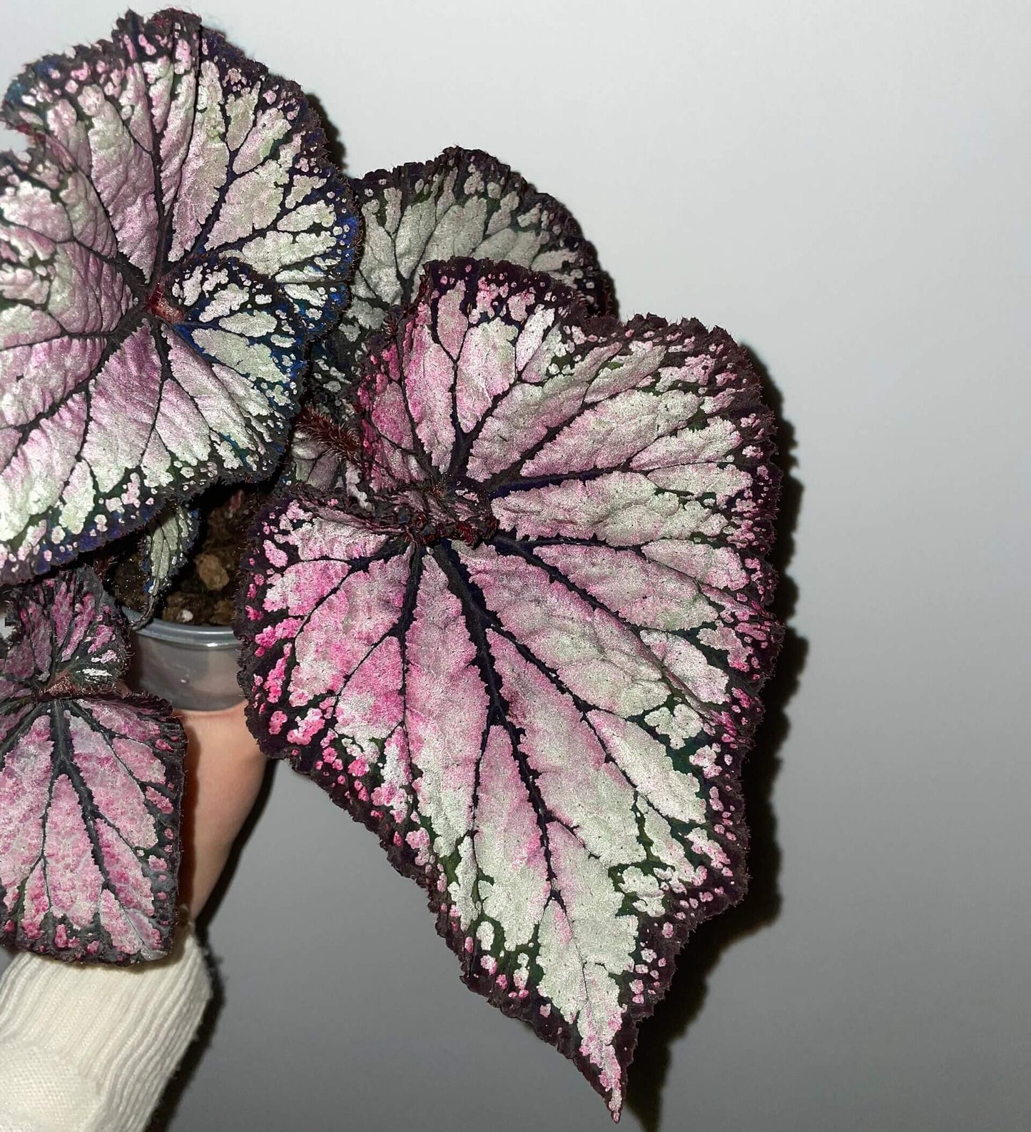 Begonia ‘Butterfly Wings’ is a dazzling hybrid begonia celebrated for its iridescent, rainbow-like foliage. The broad, asymmetrical leaves shimmer with layers of silver, pink, and violet hues, accentuated by deep, dark veins that fan out elegantly from the center. Under varying light, the surface reflects subtle metallic tones, giving the plant a luminous, almost ethereal appearance—much like the wings of a butterfly.