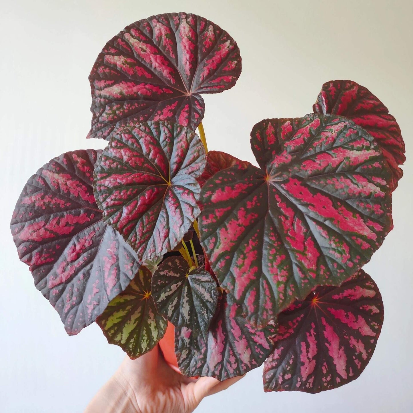 Begonia ‘Candy Stripes’ is a rhizomatous begonia with broad, slightly asymmetrical leaves that have a velvety texture and a soft, matte sheen. Their deep green or dark-toned base is overlaid with irregular streaks of pink, silver, and pale cream, creating a striking “candy-stripe” pattern across the surface. The veins appear subtly raised, adding dimension to each leaf, while the edges may be gently scalloped.