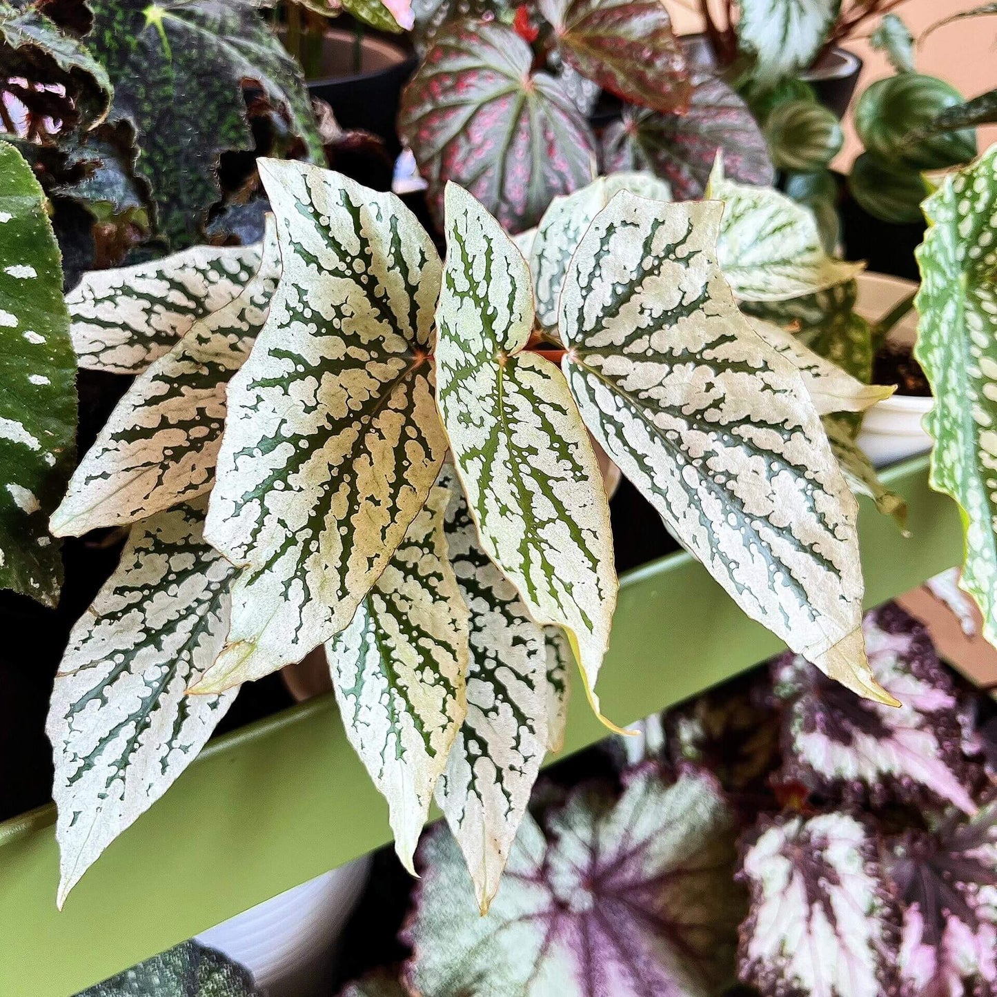 Begonia ‘Cat Ears’ is a stunning ornamental plant celebrated for its unique foliage that resembles the shape of a cat’s ears. Its elongated, pointed leaves feature deep green veins traced with shimmering silver patterns, creating a striking contrast that catches the light beautifully.