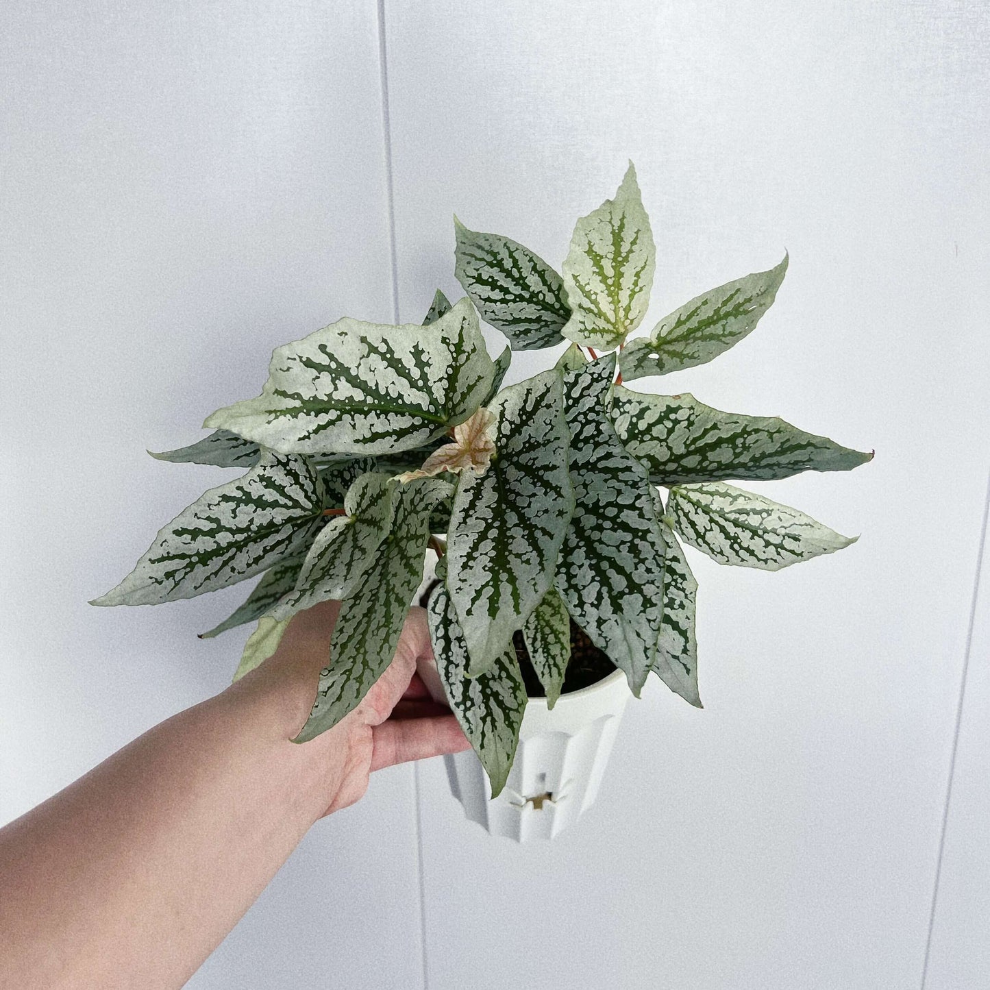 Begonia ‘Cat Ears’ is a stunning ornamental plant celebrated for its unique foliage that resembles the shape of a cat’s ears. Its elongated, pointed leaves feature deep green veins traced with shimmering silver patterns, creating a striking contrast that catches the light beautifully.