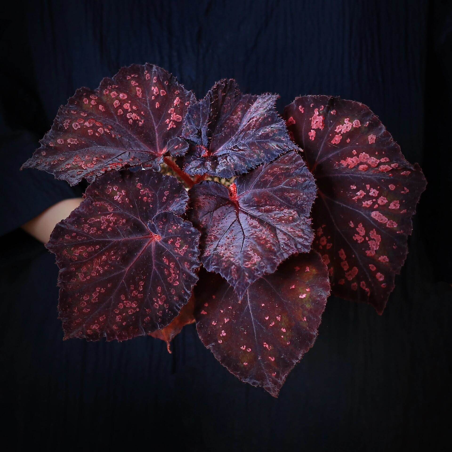 Begonia Chocolate Covered Cherry for Sale – Begin With Plants