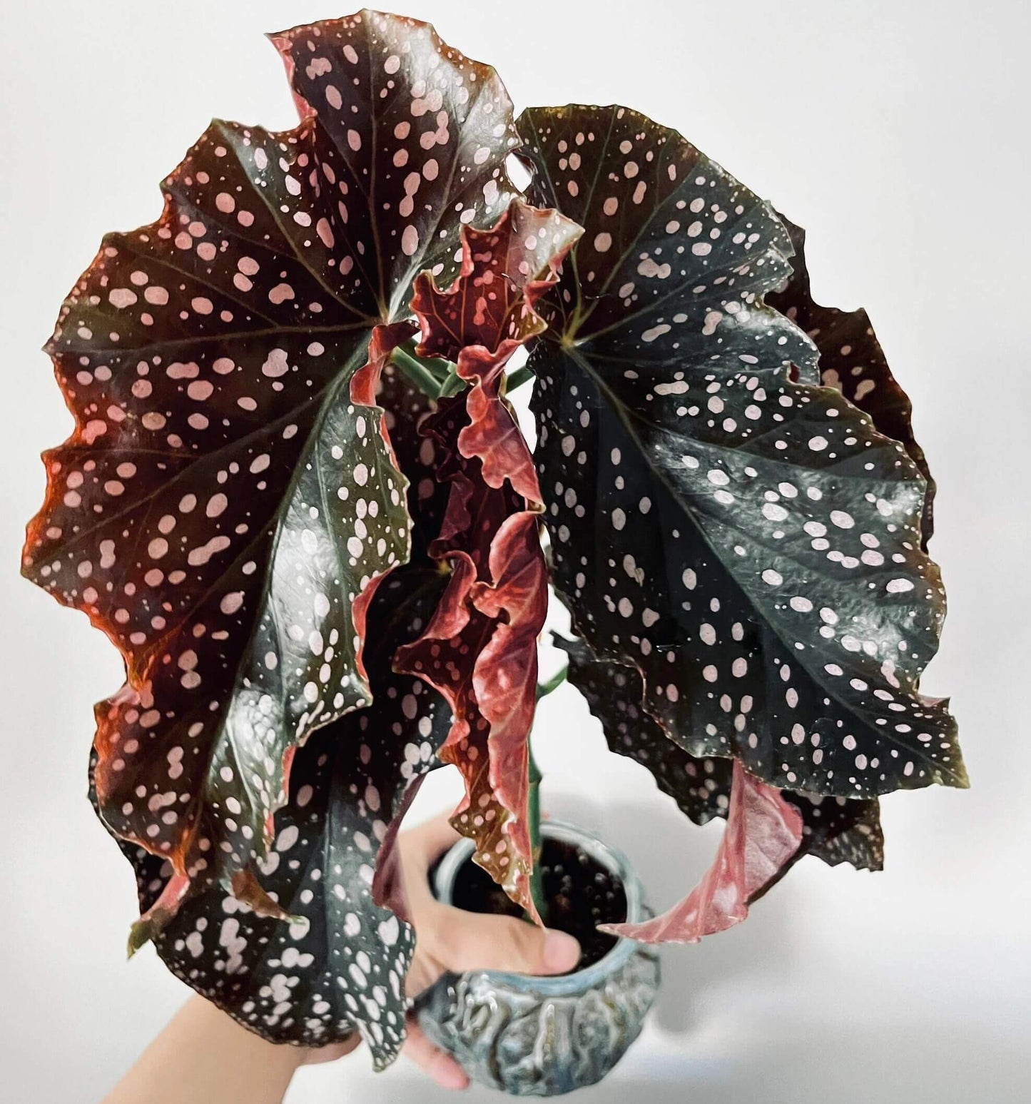 Begonia 'Cracklin' Rosie' is a striking hybrid begonia developed by Walter Dworkin, named after Neil Diamond's song "Cracklin' Rosie."