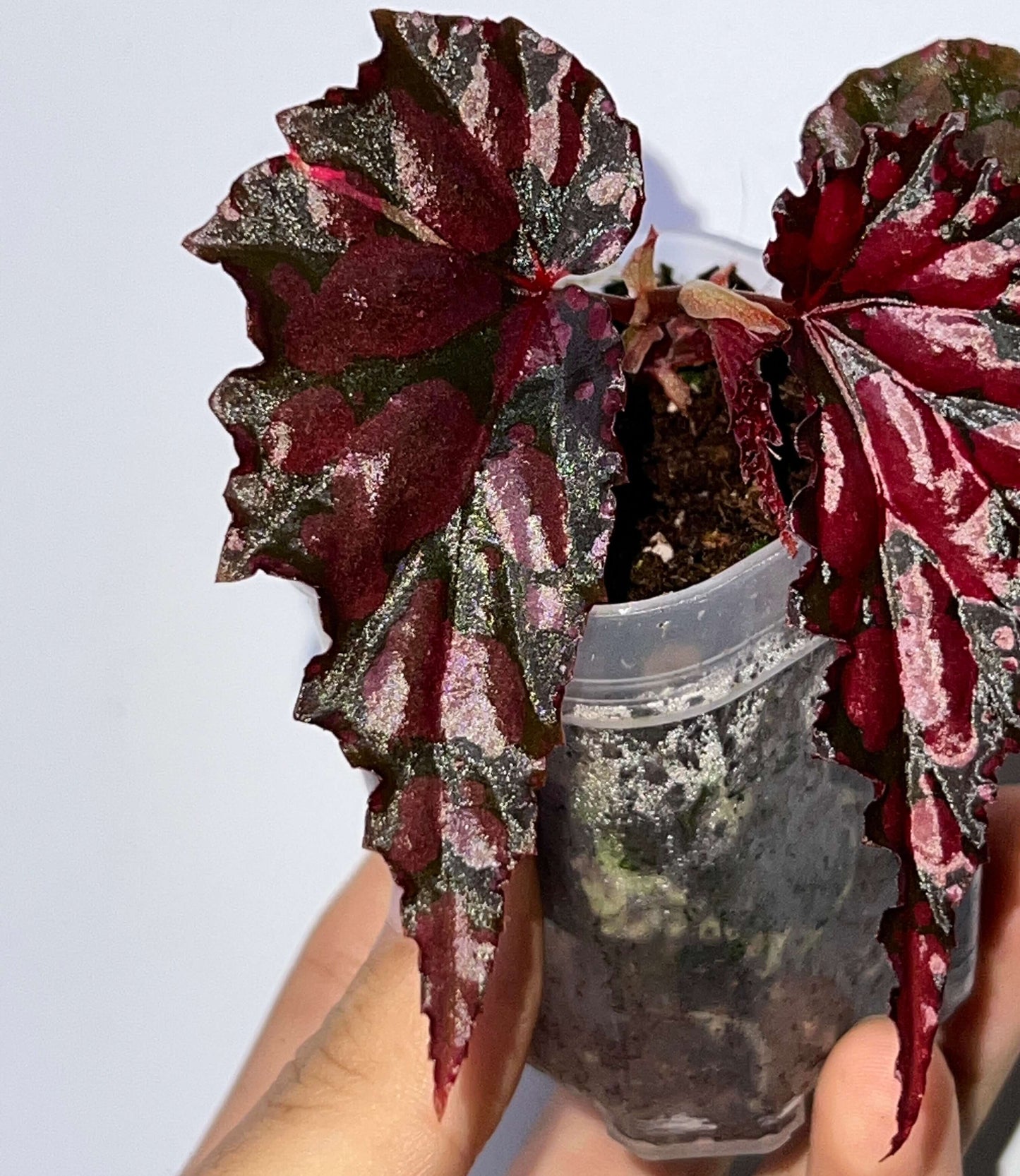 Begonia ‘Crimson Lilith’ is a hybrid foliage begonia characterized by predominantly black leaves marked with deep wine-red patches. The leaf margins are distinctly undulate, and when fully expanded, the leaves spread gracefully, resembling dark wings.