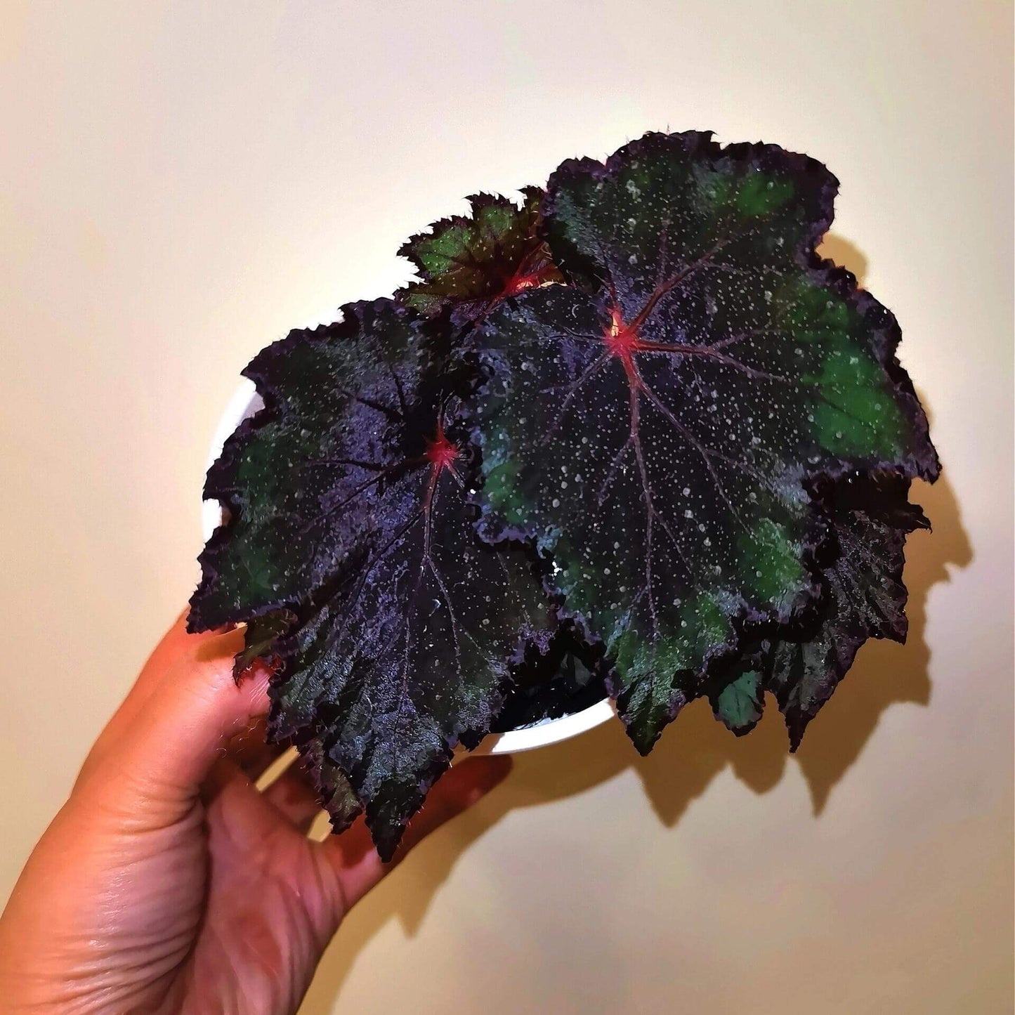 Begonia ‘Cuba’ is a hybrid begonia from Ukraine, admired for its bold color contrast. The leaves are edged in dark brown-black, while the centers gradually deepen from green to a rich brown-black as the plant matures. Bright green highlights remain near the margins, accented by fine silvery speckles and vivid red veins.