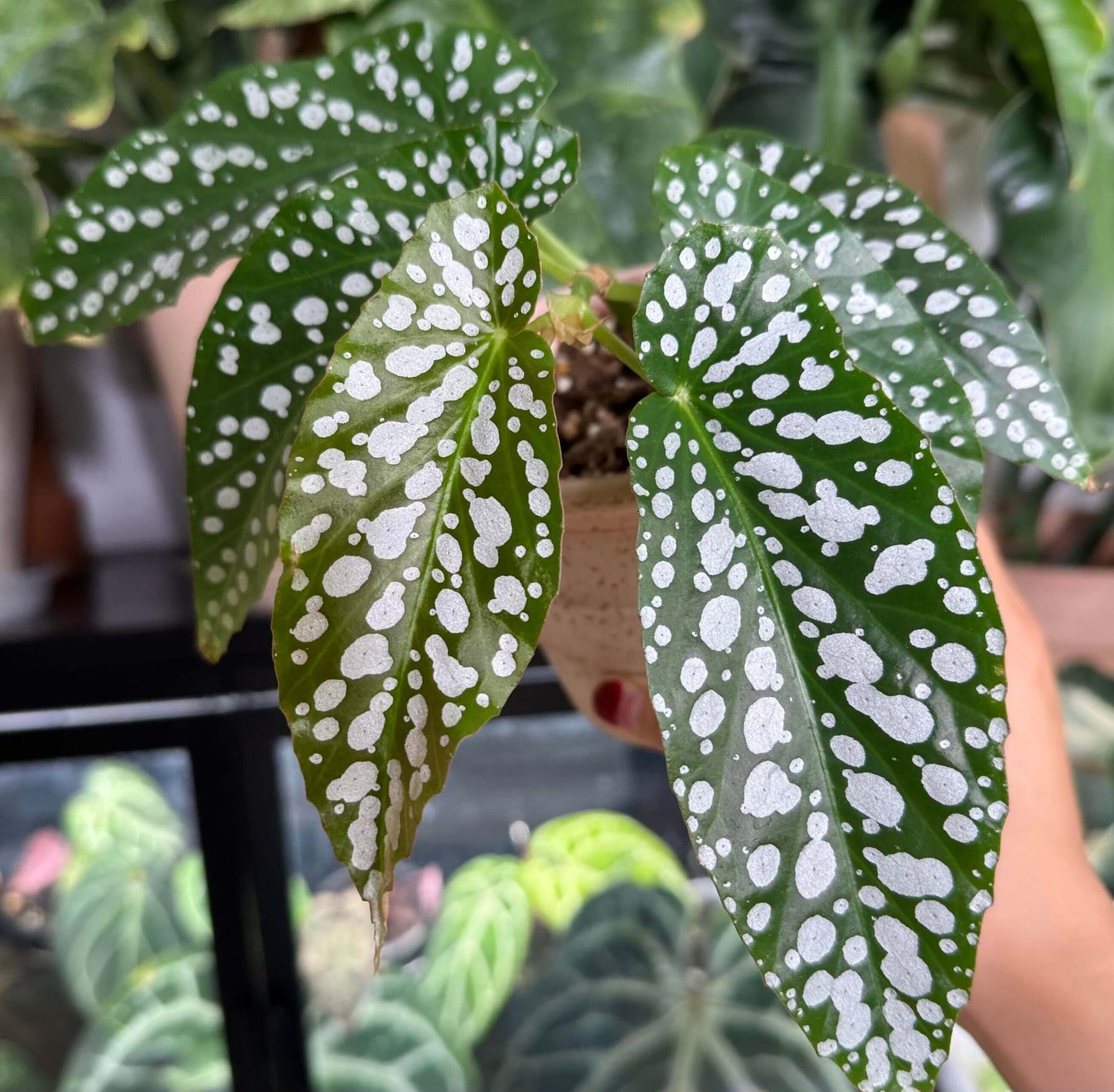Begonia ‘Diamond Lady’ is a stunning hybrid begonia known for its deep green leaves adorned with shimmering silver-white spots that resemble scattered diamonds.