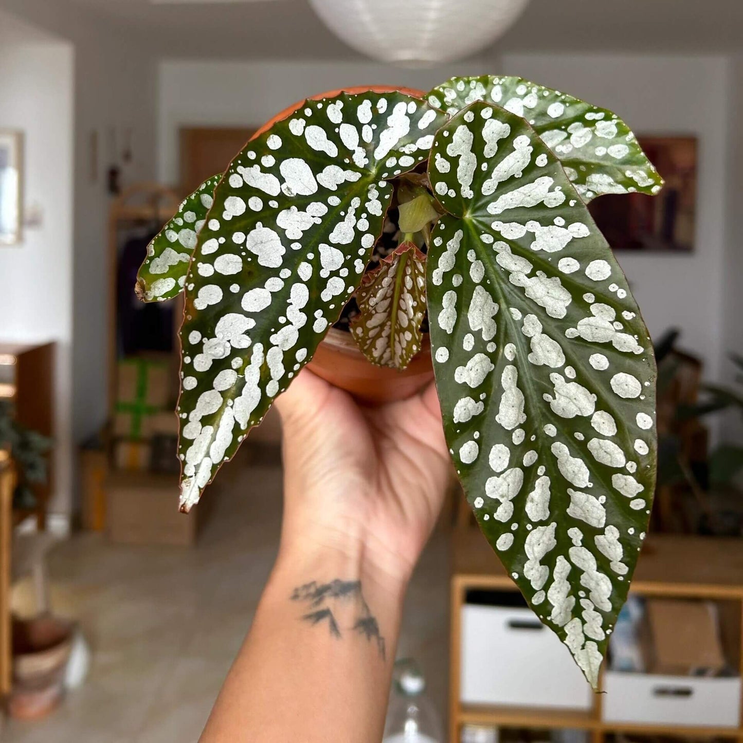 Begonia ‘Diamond Lady’ is a stunning hybrid begonia known for its deep green leaves adorned with shimmering silver-white spots that resemble scattered diamonds.