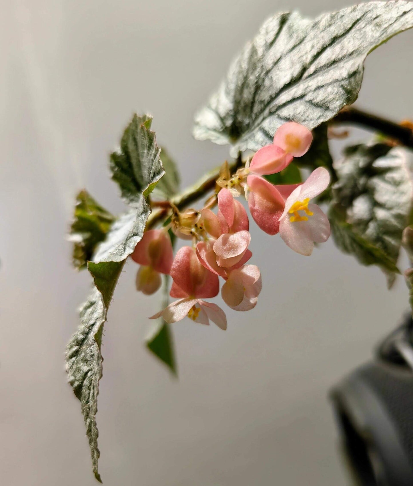 Begonia ‘Don Miller’ is a shrub-type begonia — a hybrid that grows as a bushy, branching plant rather than only a tall cane or strictly angel-wing type. It was bred from a cross between the cane hybrid Begonia ‘Torch’ and an unidentified shrub species known as Begonia U062.
