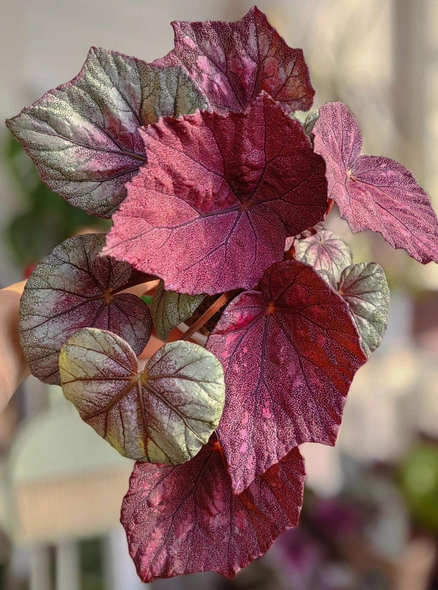 Begonia 'Ella Marguerite' is a charming begonia variety renowned for its unique leaf patterns and elegant appearance. The heart-shaped leaves are covered in fine silvery-white spots, with deep red edges and red undersides, creating a striking visual contrast. This begonia’s vibrant foliage makes it a standout piece in any indoor space. Perfect for both beginners and experienced plant enthusiasts, Begonia 'Ella Marguerite' adds sophistication and beauty to your home or office.