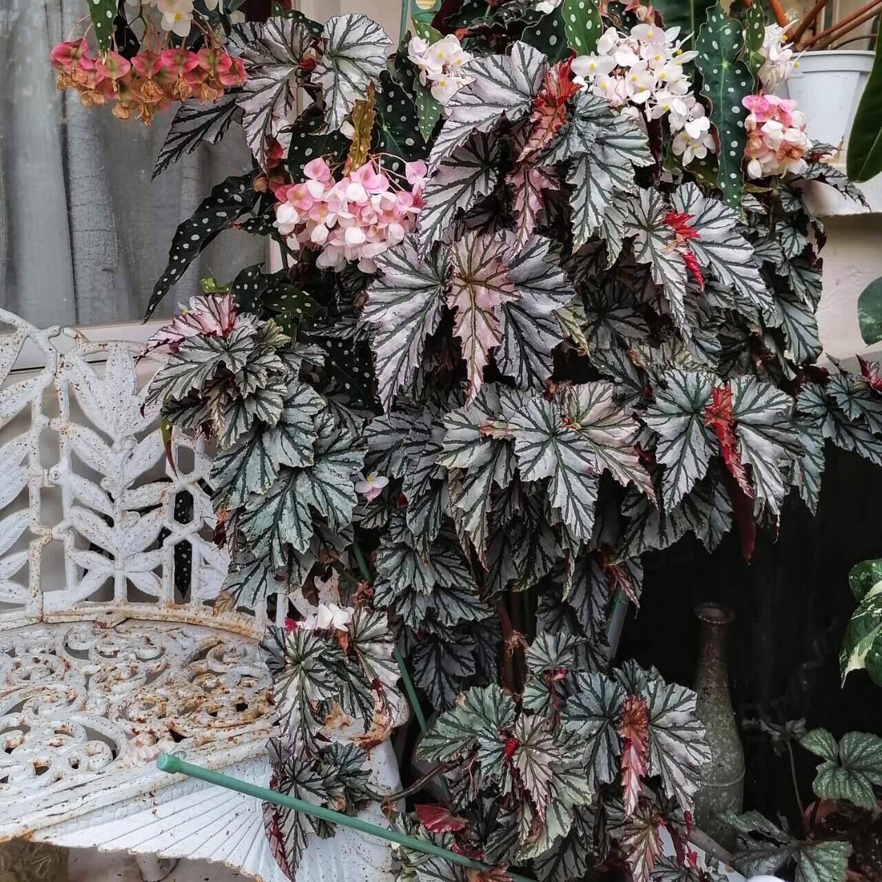 Begonia ‘Highway’ is a striking cane-type begonia with elegant, serrated leaves that emerge in soft pink, then mature into a shimmering silver with vivid green veins and a rich red underside.