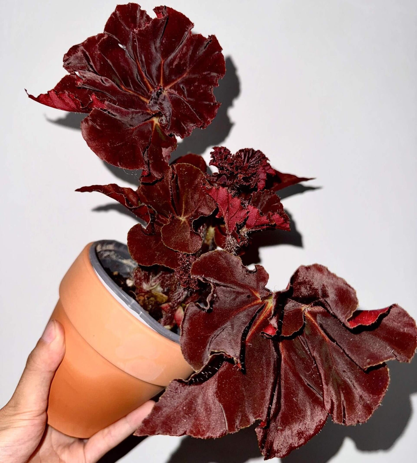 Begonia ‘Hozukimaru’ is a striking foliage begonia with maple-like leaves that range from deep burgundy to vibrant orange-red. The surface is slightly uneven with bold, wavy edges, and the foliage is thick and firm, giving the plant a dramatic presence. In spring and summer, it produces delicate blooms, though it is mainly prized for its vivid ornamental leaves.