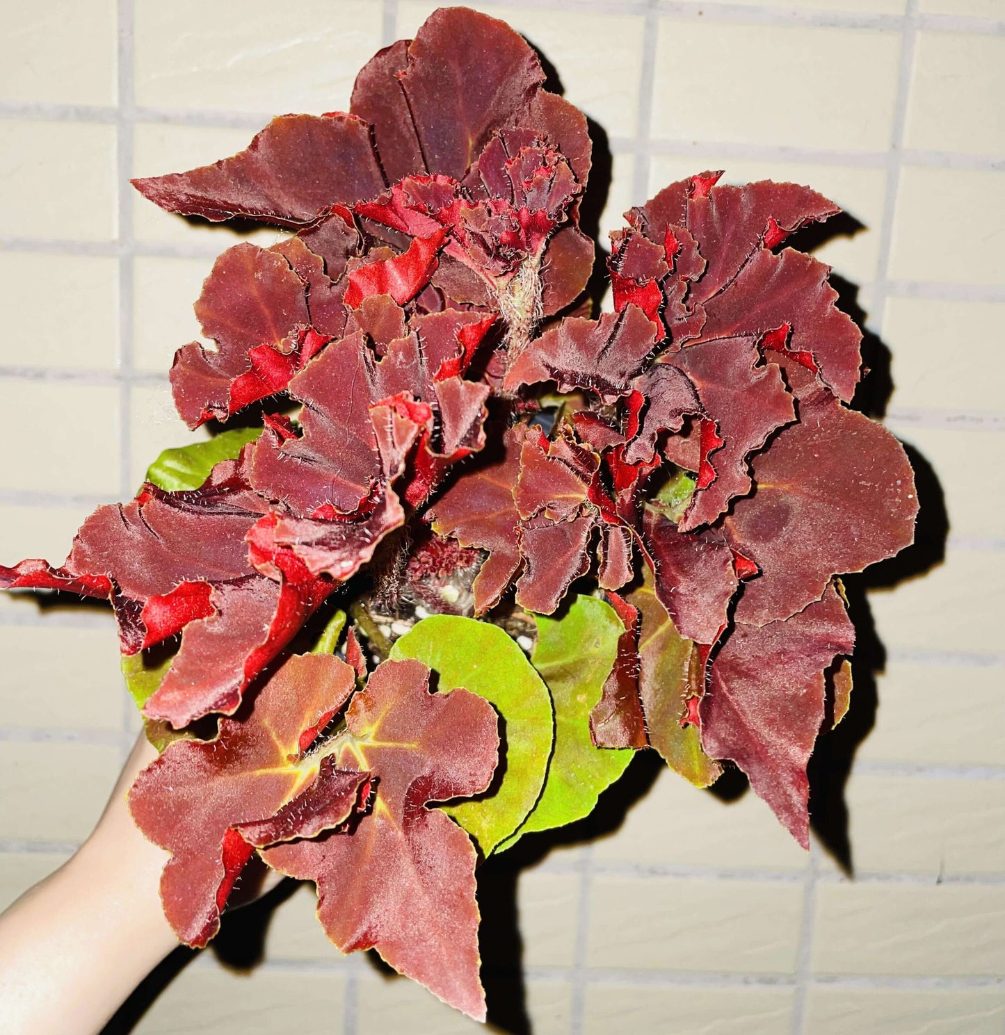 Begonia ‘Hozukimaru’ is a striking foliage begonia with maple-like leaves that range from deep burgundy to vibrant orange-red. The surface is slightly uneven with bold, wavy edges, and the foliage is thick and firm, giving the plant a dramatic presence. In spring and summer, it produces delicate blooms, though it is mainly prized for its vivid ornamental leaves.