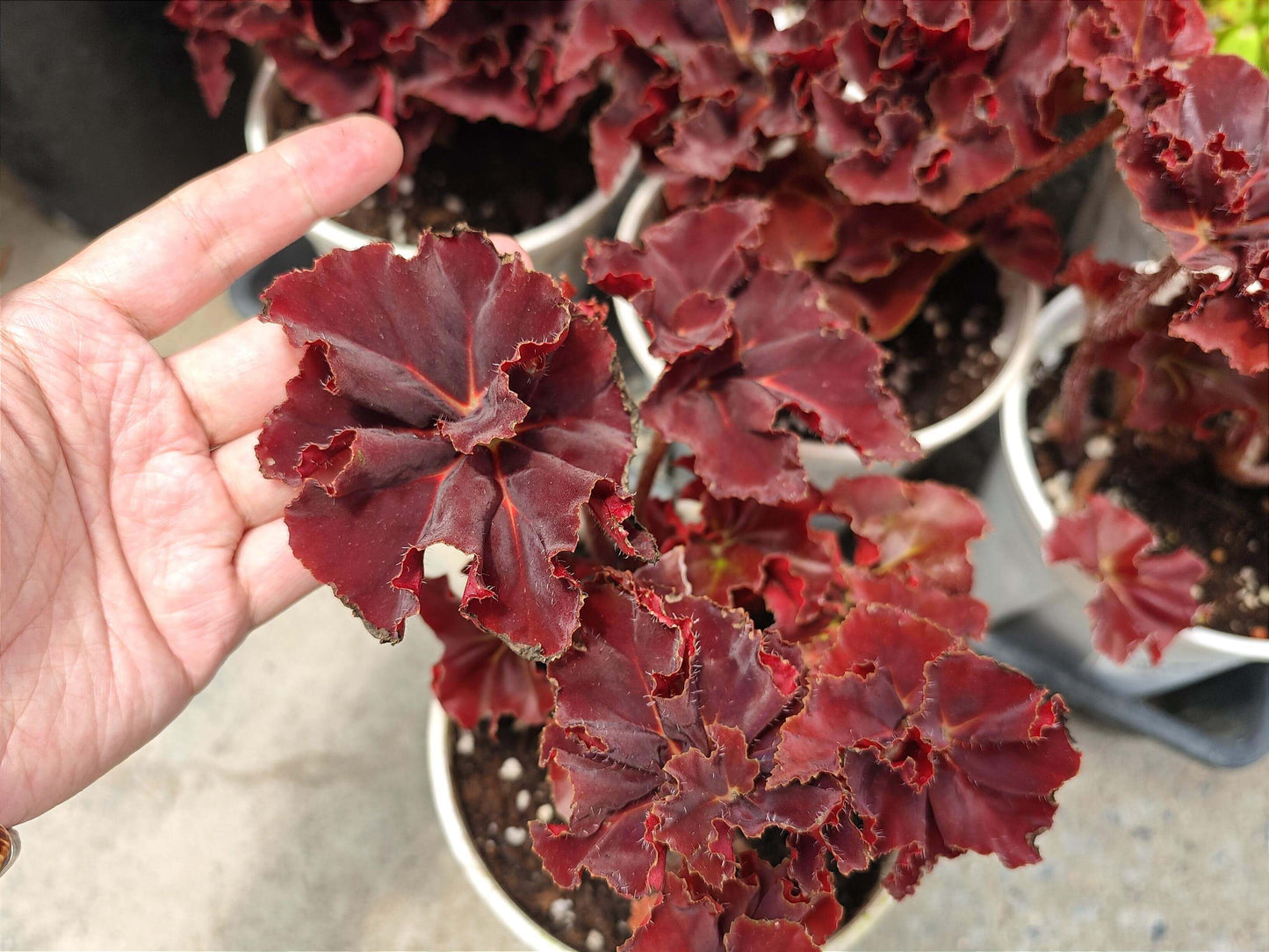Begonia ‘Hozukimaru’ is a striking foliage begonia with maple-like leaves that range from deep burgundy to vibrant orange-red. The surface is slightly uneven with bold, wavy edges, and the foliage is thick and firm, giving the plant a dramatic presence. In spring and summer, it produces delicate blooms, though it is mainly prized for its vivid ornamental leaves.