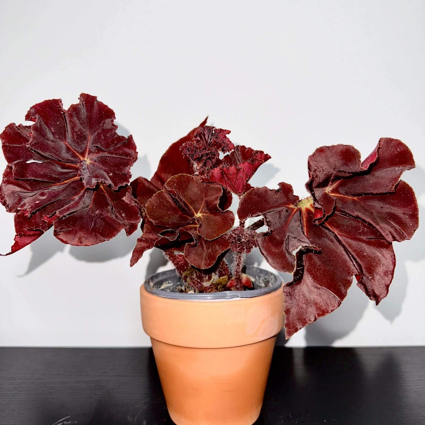 Begonia ‘Hozukimaru’ is a striking foliage begonia with maple-like leaves that range from deep burgundy to vibrant orange-red. The surface is slightly uneven with bold, wavy edges, and the foliage is thick and firm, giving the plant a dramatic presence. In spring and summer, it produces delicate blooms, though it is mainly prized for its vivid ornamental leaves.