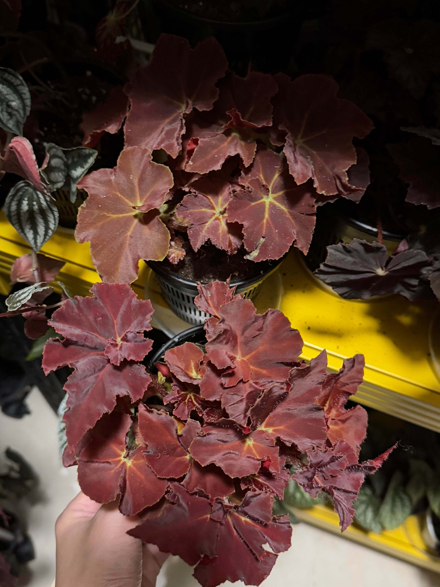 Begonia ‘Hozukimaru’ is a striking foliage begonia with maple-like leaves that range from deep burgundy to vibrant orange-red. The surface is slightly uneven with bold, wavy edges, and the foliage is thick and firm, giving the plant a dramatic presence. In spring and summer, it produces delicate blooms, though it is mainly prized for its vivid ornamental leaves.