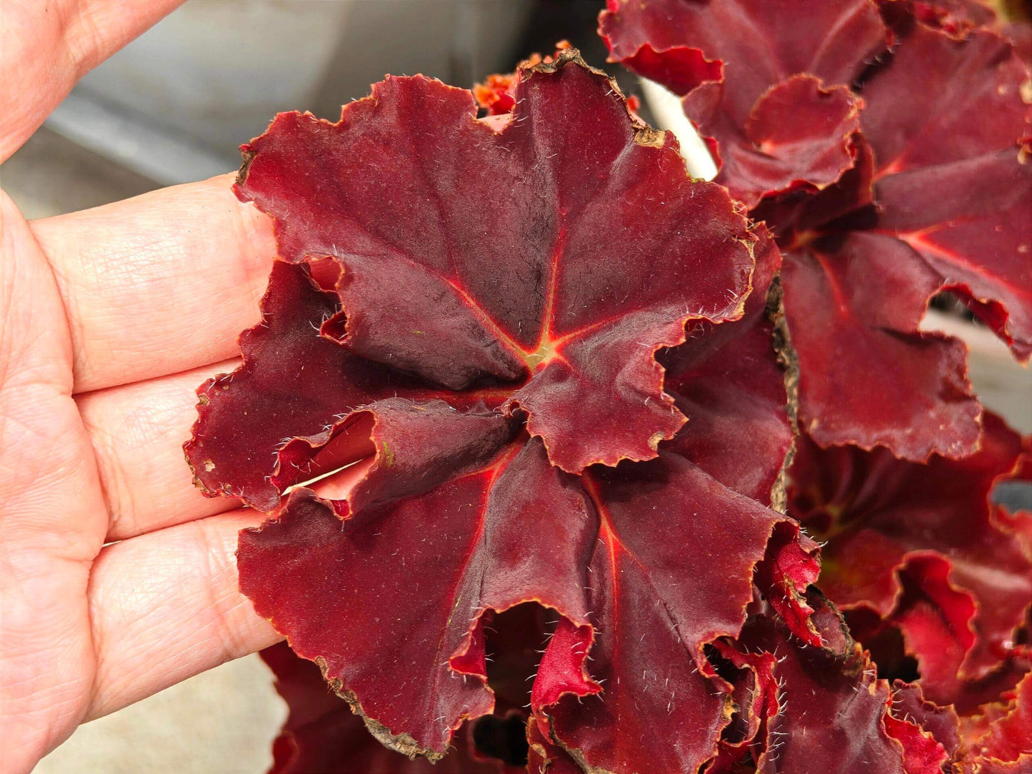 Begonia ‘Hozukimaru’ is a striking foliage begonia with maple-like leaves that range from deep burgundy to vibrant orange-red. The surface is slightly uneven with bold, wavy edges, and the foliage is thick and firm, giving the plant a dramatic presence. In spring and summer, it produces delicate blooms, though it is mainly prized for its vivid ornamental leaves.