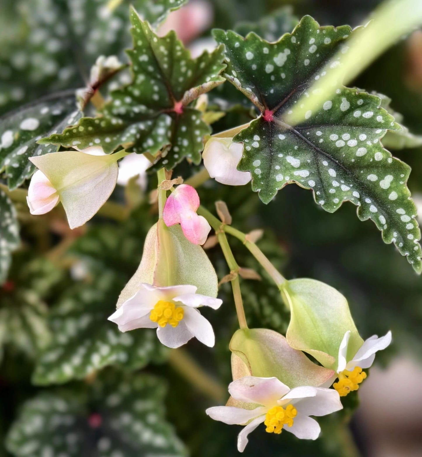 Begonia 'Izumo no Kiraboshi' is a hybrid begonia cultivar from Japan, characterized by dark green leaves dotted with white spots. The leaves are small and pointed, with slightly serrated, cut-like edges, and their undersides show a vibrant purple-red hue.