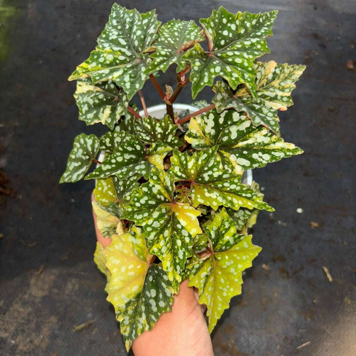Begonia ‘Izumo no Kiraboshi’ Variegated is a rare Japanese begonia cultivar prized for its striking foliage. Its name is commonly translated as “Shining Star of Izumo.” The leaves have serrated edges, dark green backgrounds, and distinctive silver-white spots. The variegated form develops patches of yellow, chartreuse, orange, and pink, contrasting beautifully with the deep burgundy undersides. The intensity and pattern of variegation can vary between leaves and growing conditions.