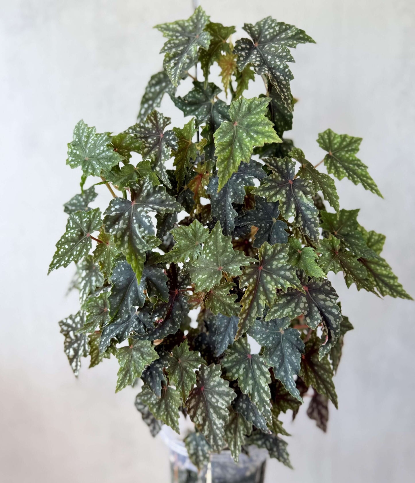 Begonia 'Izumo no Kiraboshi' is a hybrid begonia cultivar from Japan, characterized by dark green leaves dotted with white spots. The leaves are small and pointed, with slightly serrated, cut-like edges, and their undersides show a vibrant purple-red hue.