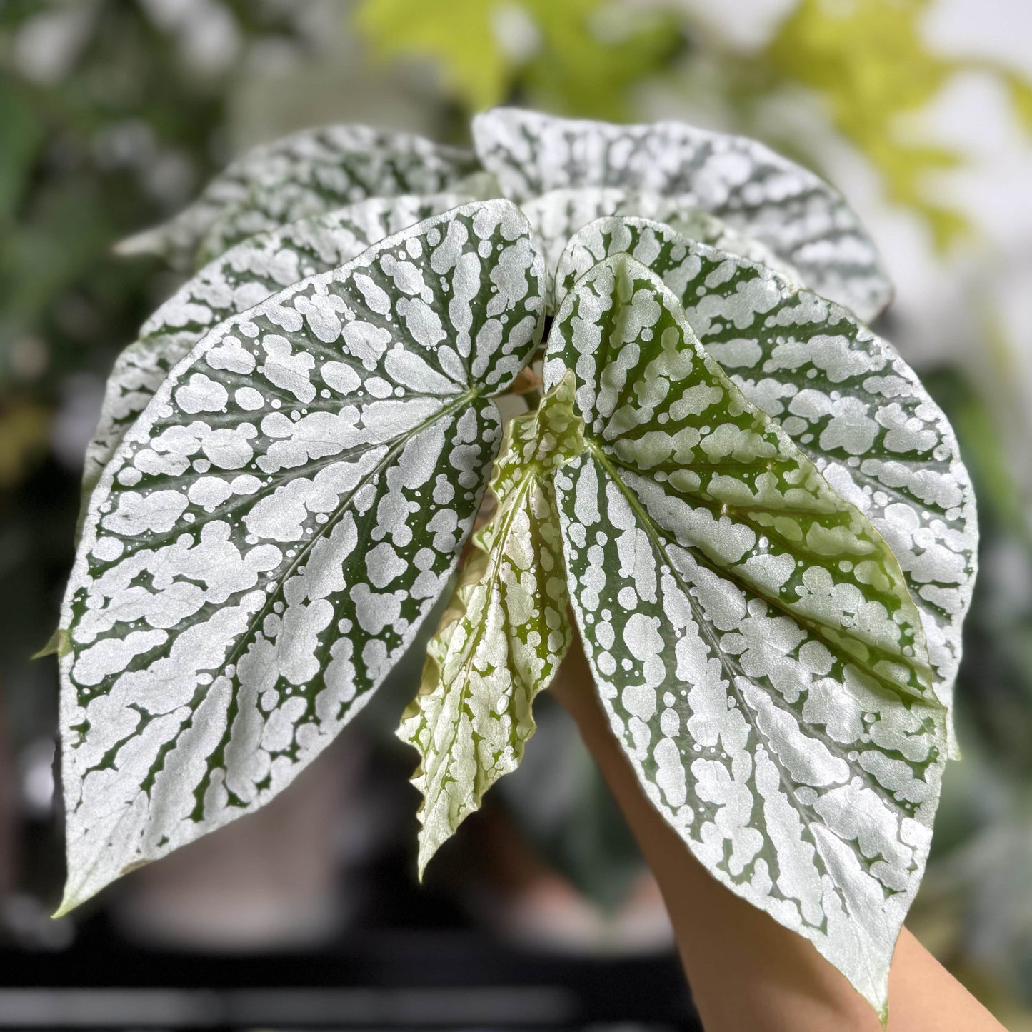 Begonia Juanita Jewel is a captivating hybrid begonia with deep green leaves beautifully marked by striking silver spots and patches, reminiscent of delicate snowflakes. Reaching a mature height of around 30–60 cm, it is an ideal choice for adding beauty to compact indoor spaces.