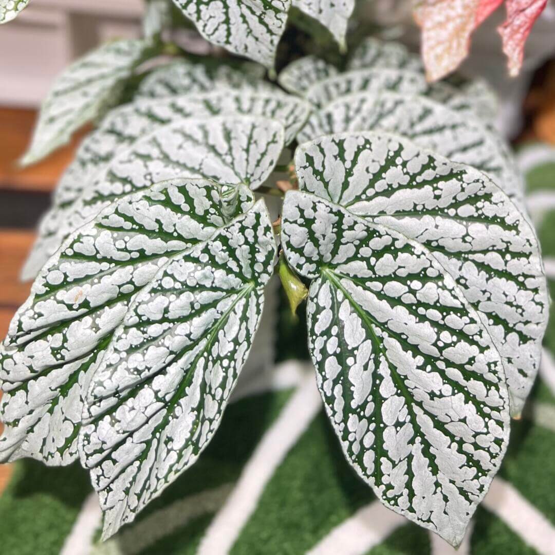 Begonia Juanita Jewel is a captivating hybrid begonia with deep green leaves beautifully marked by striking silver spots and patches, reminiscent of delicate snowflakes. Reaching a mature height of around 30–60 cm, it is an ideal choice for adding beauty to compact indoor spaces.