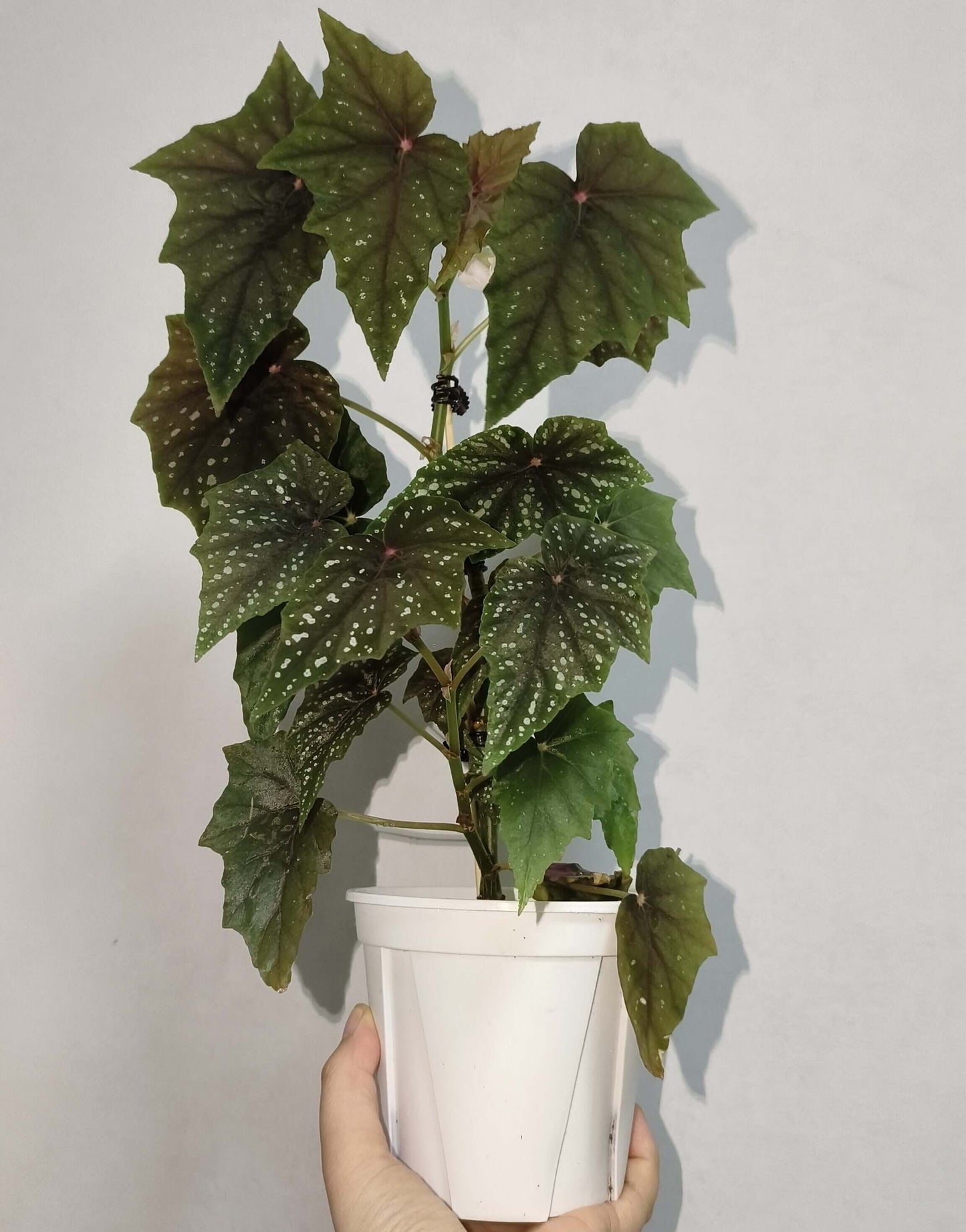 Begonia 'Lubbergei' is a charming hybrid begonia resulting from the cross between Begonia lubbersii and Begonia dregei. This cultivar is celebrated for its elegant foliage and manageable care requirements, making it a favorite among begonia enthusiasts.
