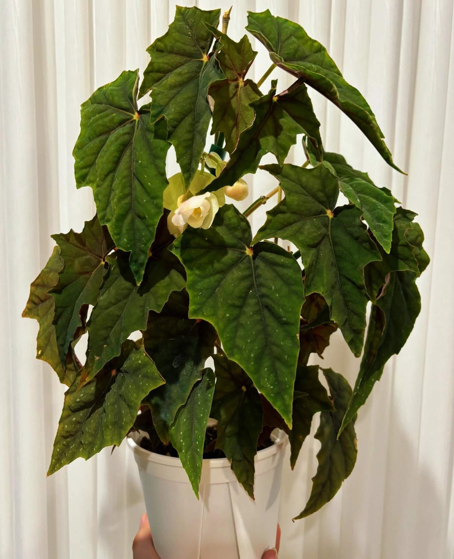 Begonia 'Lubbergei' is a charming hybrid begonia resulting from the cross between Begonia lubbersii and Begonia dregei. This cultivar is celebrated for its elegant foliage and manageable care requirements, making it a favorite among begonia enthusiasts.