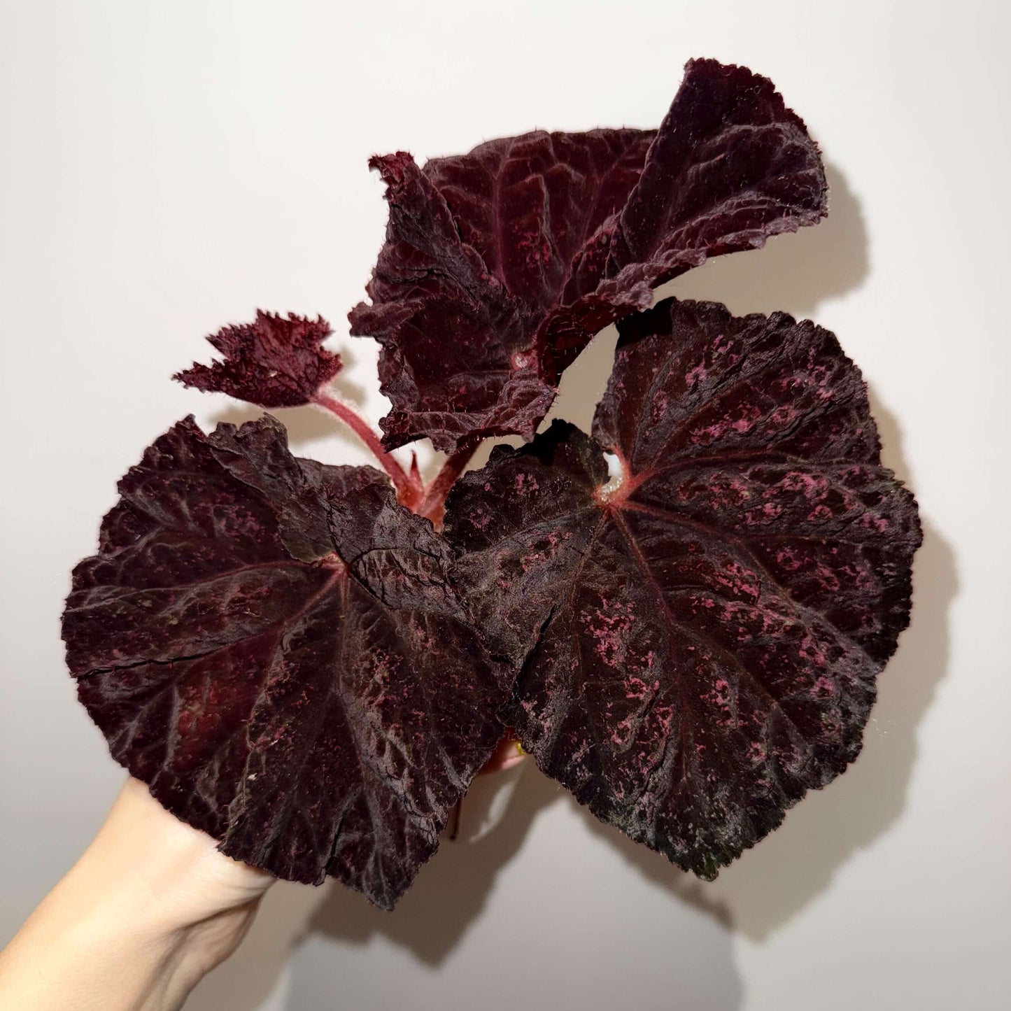 Begonia Lyric is a stunning hybrid begonia from Ukraine, known for its striking deep chocolate-colored leaves. Ideal for both beginner and experienced plant enthusiasts, Begonia Lyric thrives in indoor environments and adds a touch of beauty to any room or office.