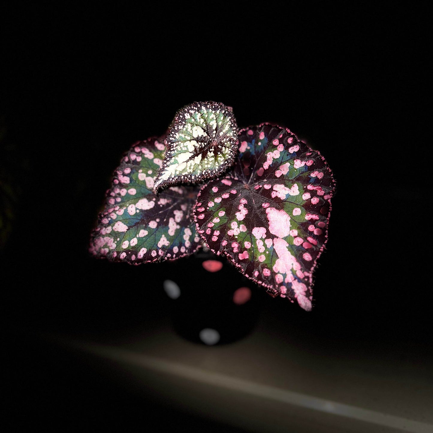 Begonia ‘M&M’s’ is a hybrid begonia with shimmering, heart-shaped leaves. The foliage is primarily green, sprinkled with playful pink speckles of varying sizes that look like candies. Rich brown tones accent the center and edges, creating striking contrast and depth. Under low light, the leaves reflect a subtle bluish glow, adding a magical touch to its appearance.