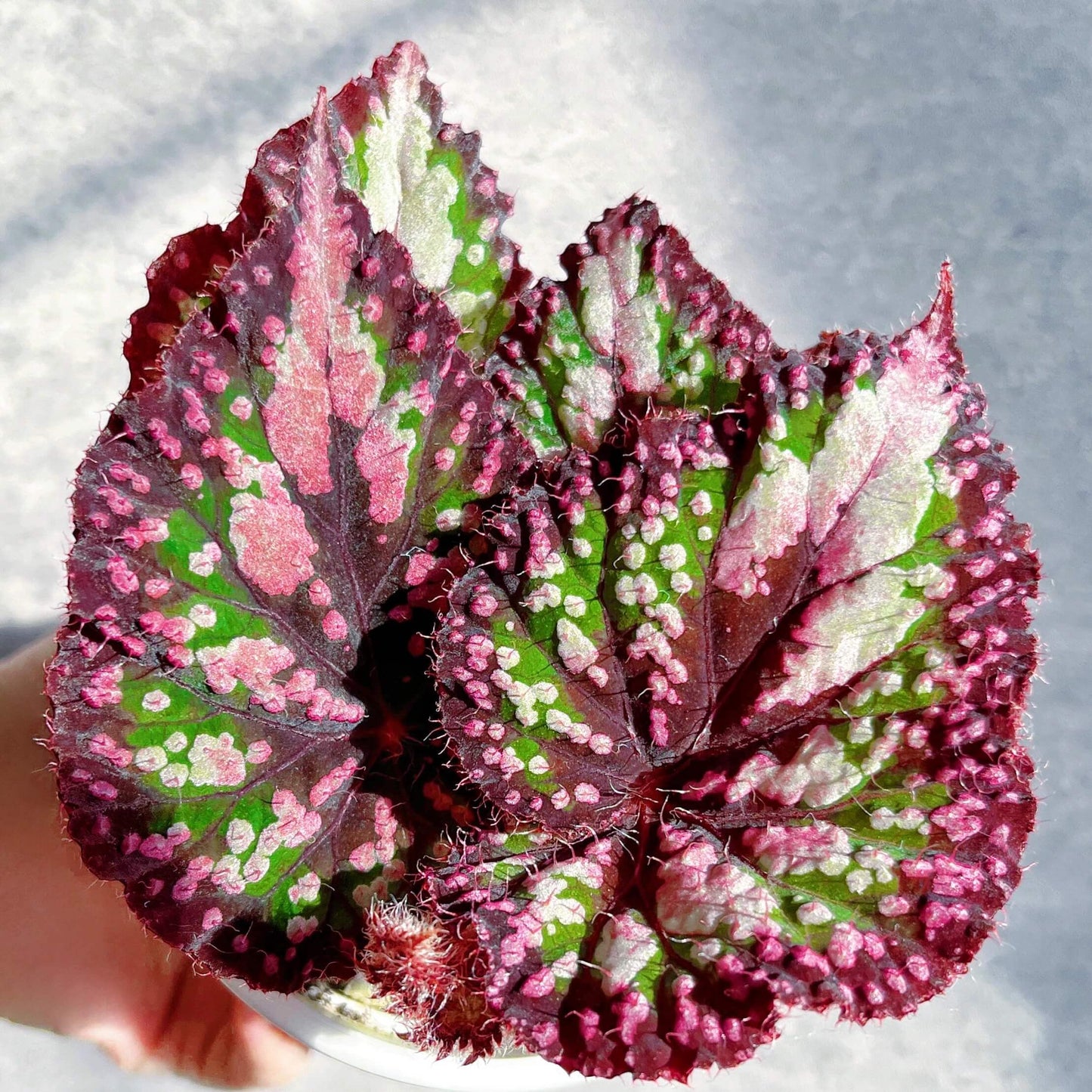 Begonia ‘M&M’s’ is a hybrid begonia with shimmering, heart-shaped leaves. The foliage is primarily green, sprinkled with playful pink speckles of varying sizes that look like candies. Rich brown tones accent the center and edges, creating striking contrast and depth. Under low light, the leaves reflect a subtle bluish glow, adding a magical touch to its appearance.