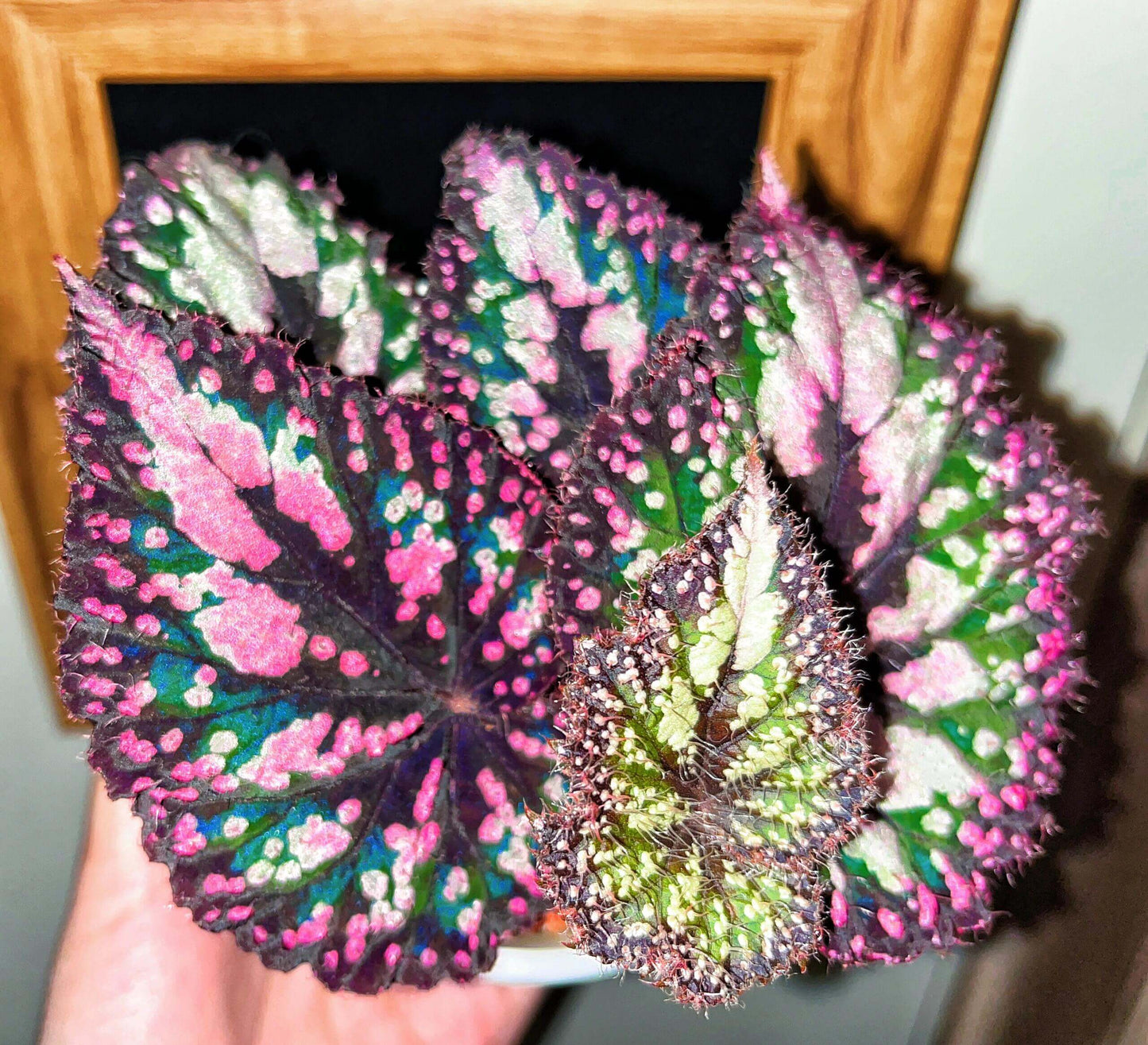 Begonia ‘M&M’s’ is a hybrid begonia with shimmering, heart-shaped leaves. The foliage is primarily green, sprinkled with playful pink speckles of varying sizes that look like candies. Rich brown tones accent the center and edges, creating striking contrast and depth. Under low light, the leaves reflect a subtle bluish glow, adding a magical touch to its appearance.