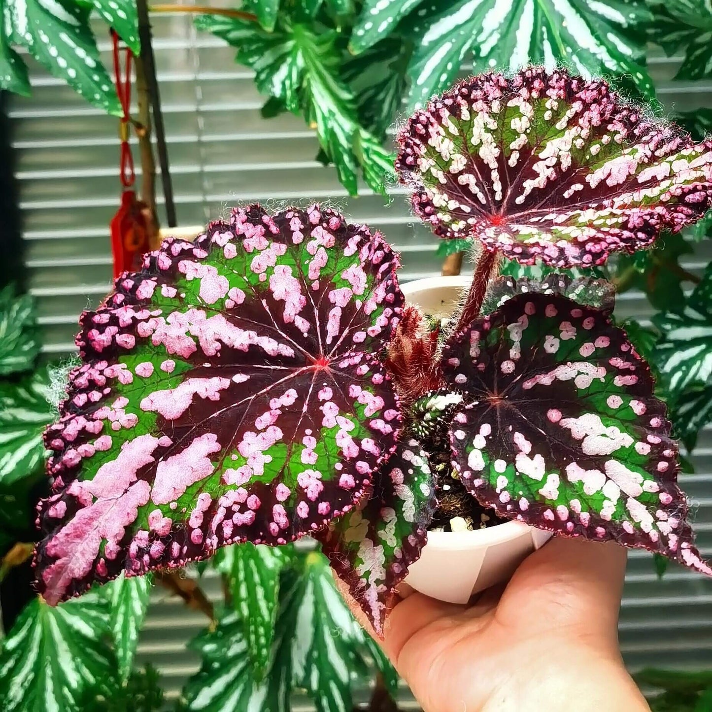 Begonia ‘M&M’s’ is a hybrid begonia with shimmering, heart-shaped leaves. The foliage is primarily green, sprinkled with playful pink speckles of varying sizes that look like candies. Rich brown tones accent the center and edges, creating striking contrast and depth. Under low light, the leaves reflect a subtle bluish glow, adding a magical touch to its appearance.
