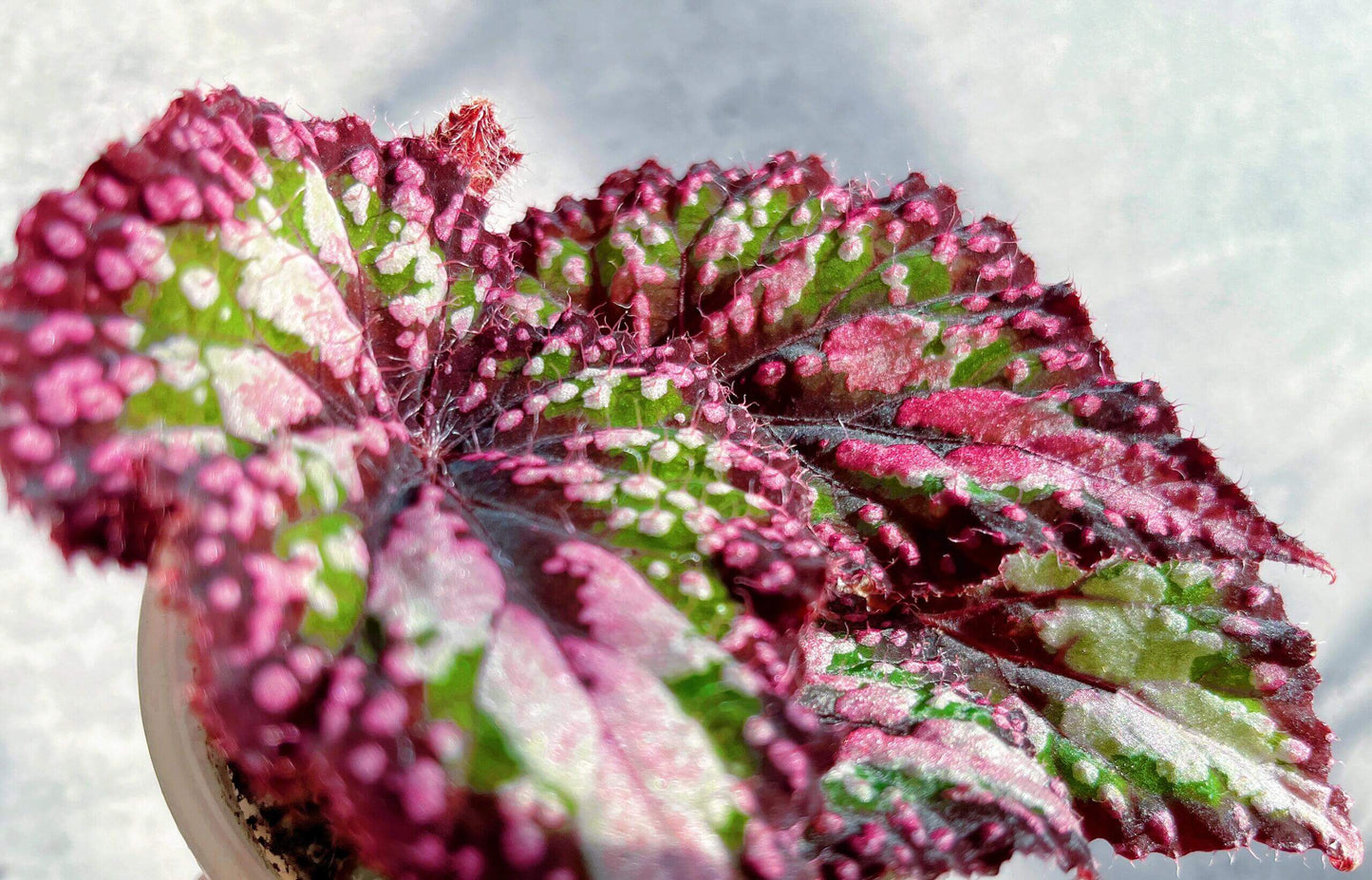 Begonia ‘M&M’s’ is a hybrid begonia with shimmering, heart-shaped leaves. The foliage is primarily green, sprinkled with playful pink speckles of varying sizes that look like candies. Rich brown tones accent the center and edges, creating striking contrast and depth. Under low light, the leaves reflect a subtle bluish glow, adding a magical touch to its appearance.